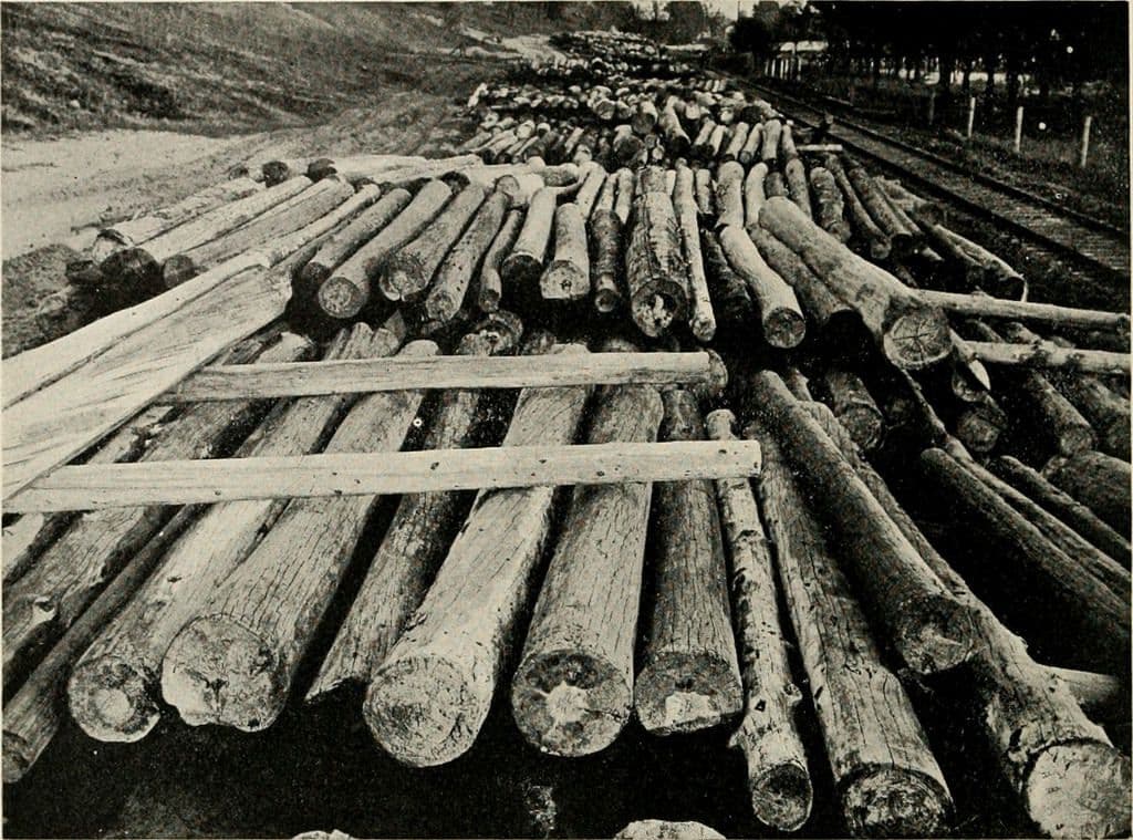  American Forestry circa 1910. American Forestry Association. Image courtesy of The LuEsther T Mertz Library, the New York Botanical Garden. 