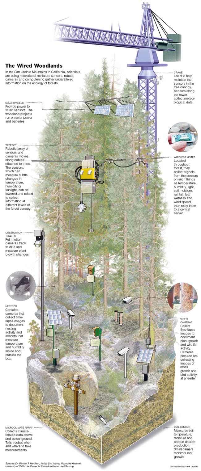 The Wired Woodlands. Frank Ippolito / Production Post Studio, 2008 