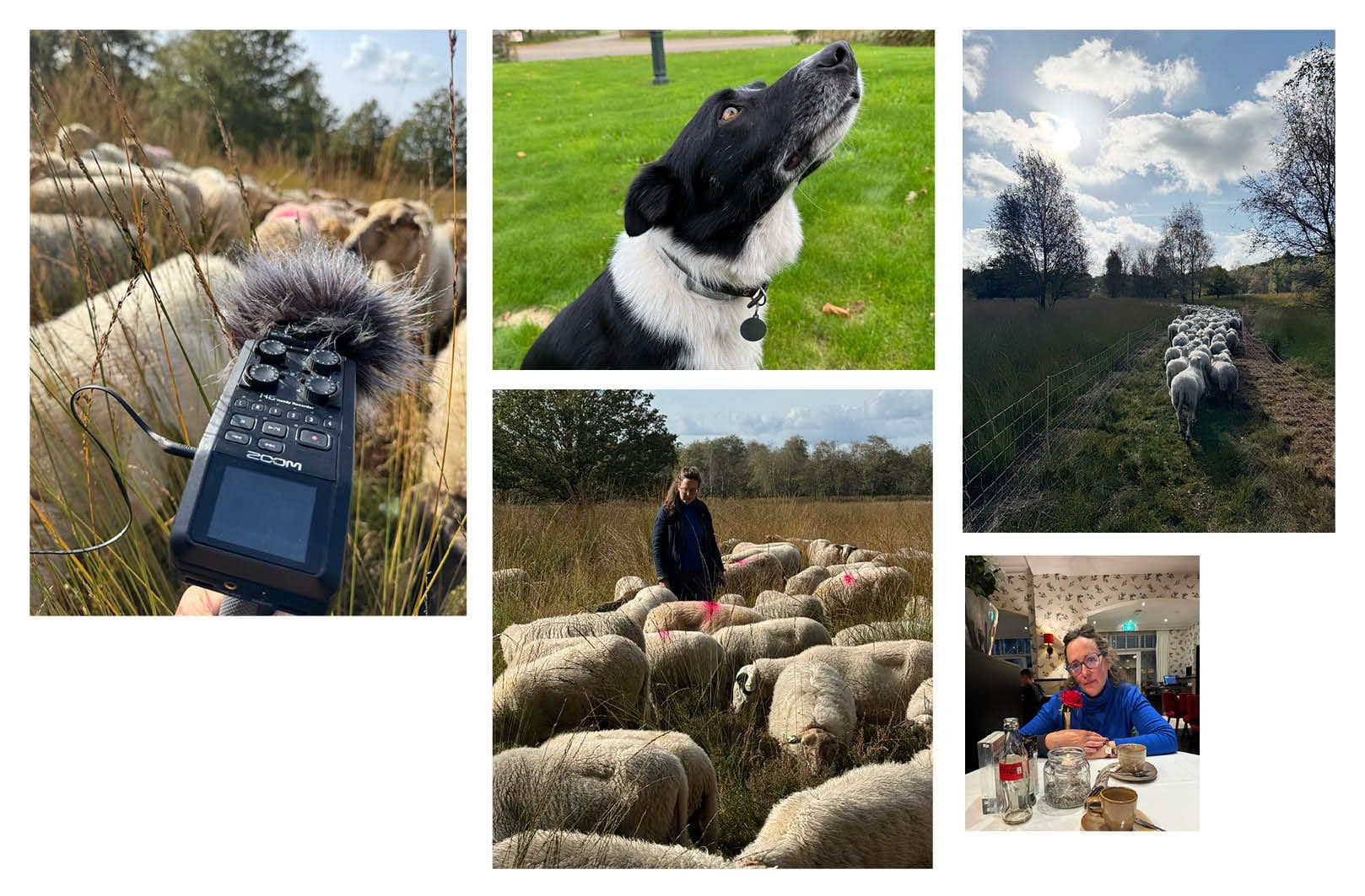 Photo collage of a flock of sheep and its herder, a dog, and a person. Montage by: Erik Wong.