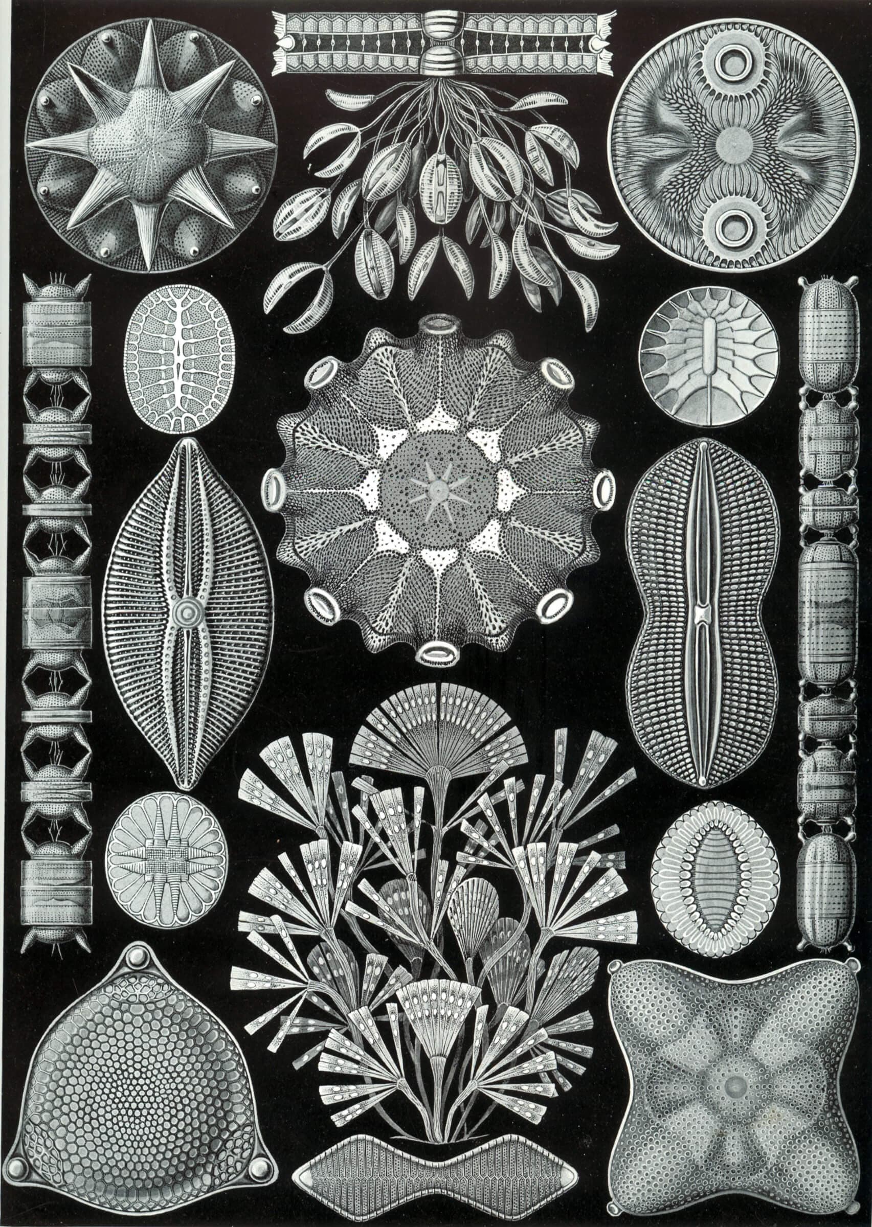 The 84th plate from Ernst Haeckel's ''Kunstformen der Natur'' (1904), depicting diatoms (Diatomea). 