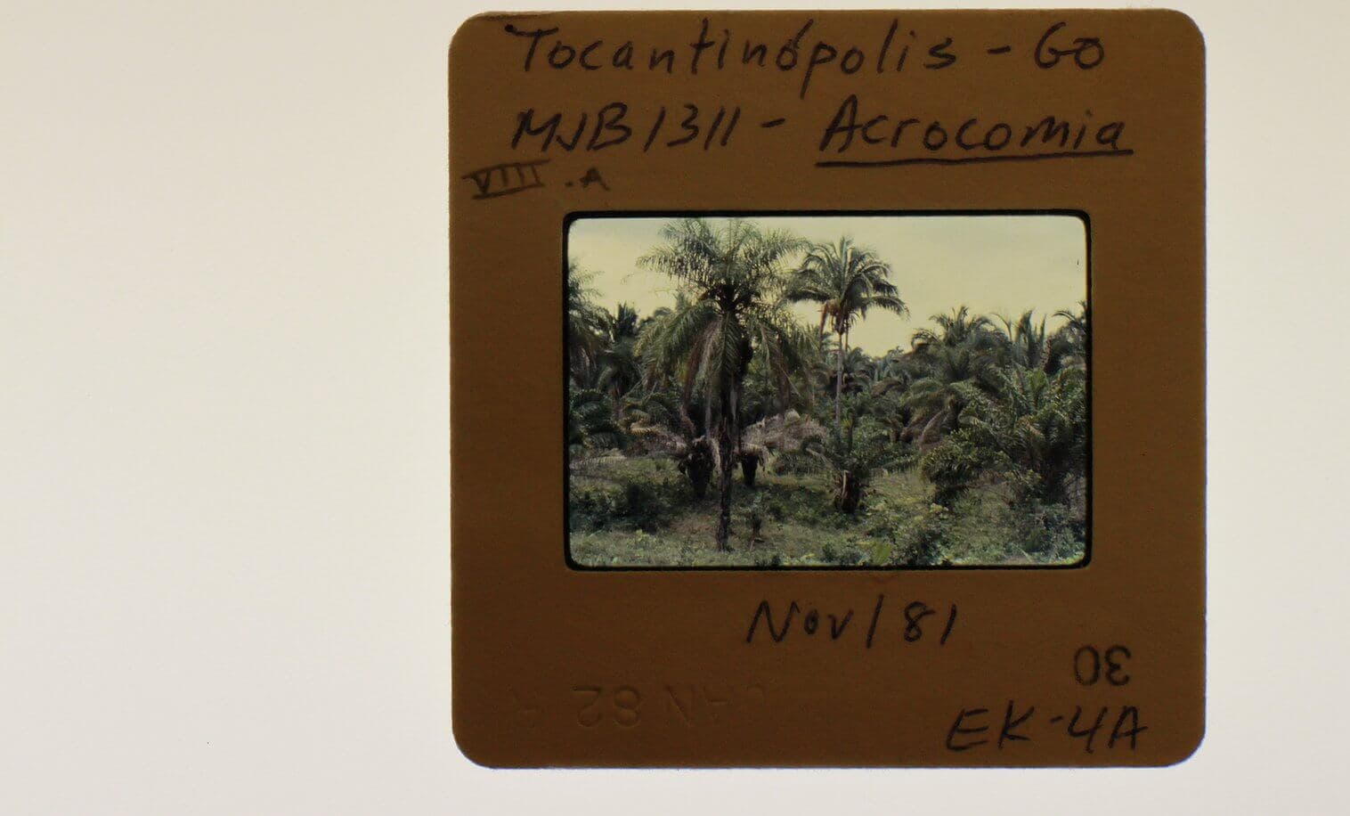 Beeld uit het project “An Architectural Botany”, Paulo Tavares, 2019.  