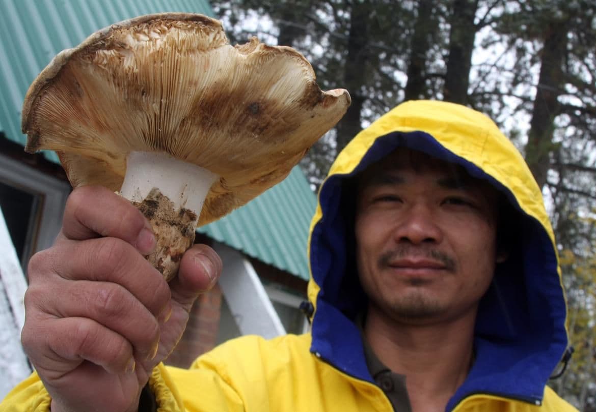 Ker Thao holds a mushroom outside the Featherbed Inn in Chemult, Ore., on Oct. 26. Each fall, Chemult’s population temporarily swells from 120 people to as many as a few thousand with an influx of mushroom pickers. Image via: spokesman.com