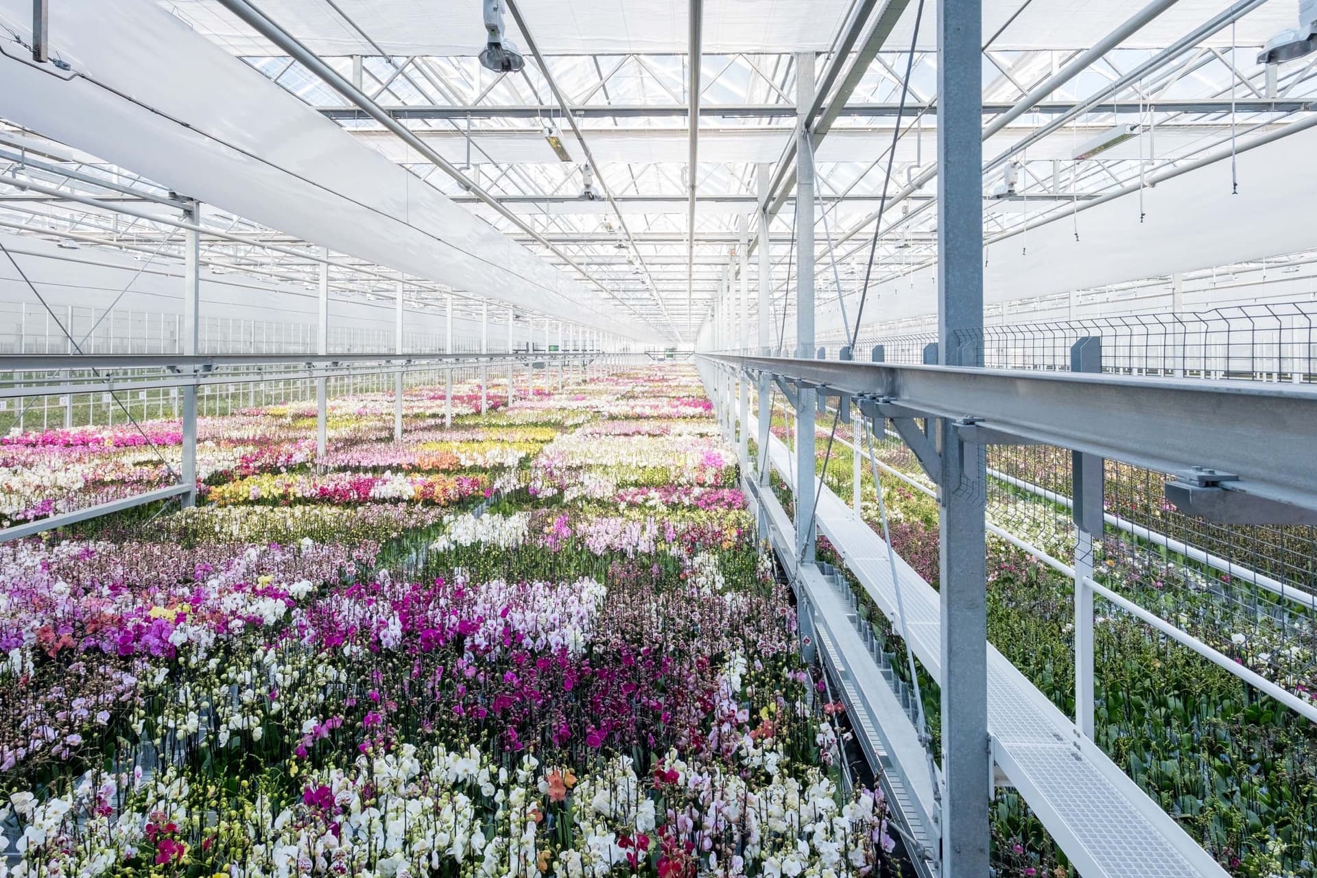 Greenhouse Ter Laak Orchids, Wateringen, 175.000 sqm. Photo by Johannes Schwartz. 