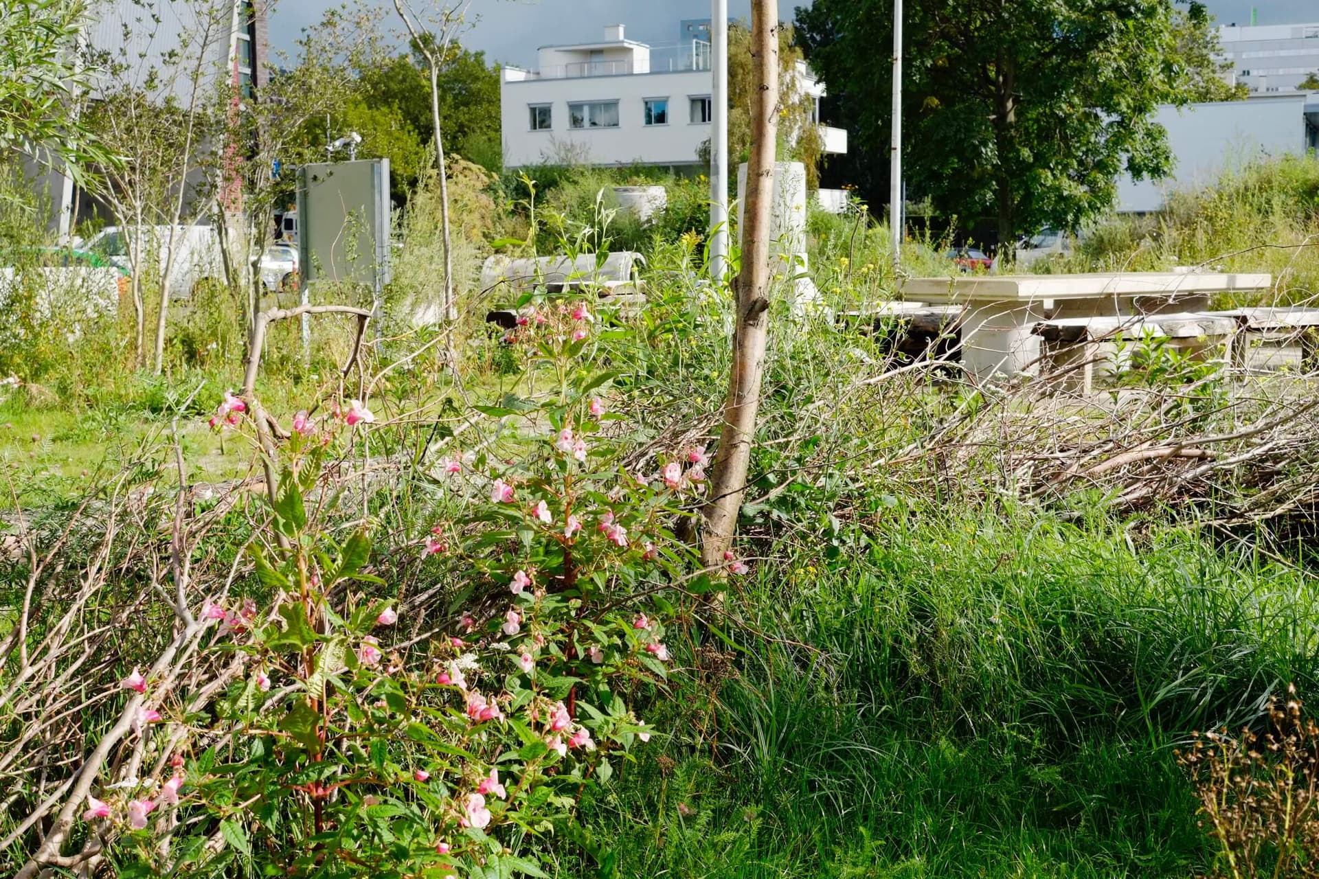 De Nieuwe Tuin, zomer 2015. Foto Johannes Schwartz 