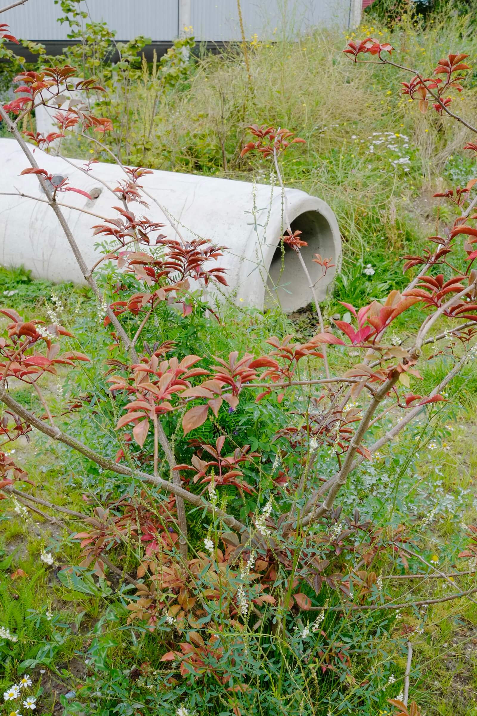 The New Garden. Photo Johannes Schwartz 