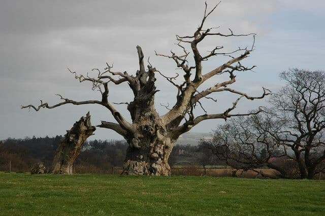 Old oak tree, near Upper Lode. Foto: cc-by-sa/2.0 - © Philip Halling - geograph.org.uk/p/715421 