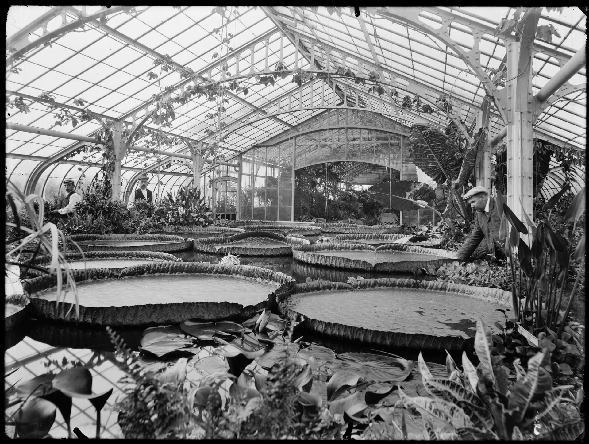 Serre Kasteel De Haar, Haarzuilens. Glasnegatief uit de collectie van Het Nieuwe Instituut, archief Kasteel De Haar 