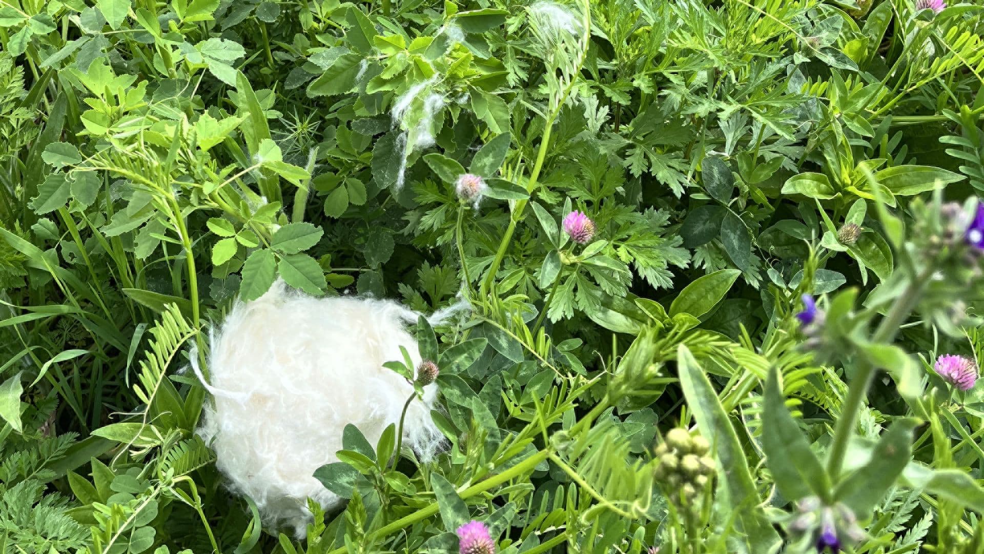 Anna Maria Zuech, Trans-plantation as gardening practice