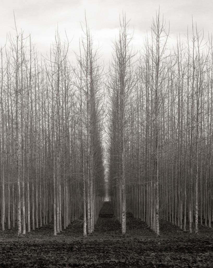 Oregon Trees. Photo by Austin Granger 