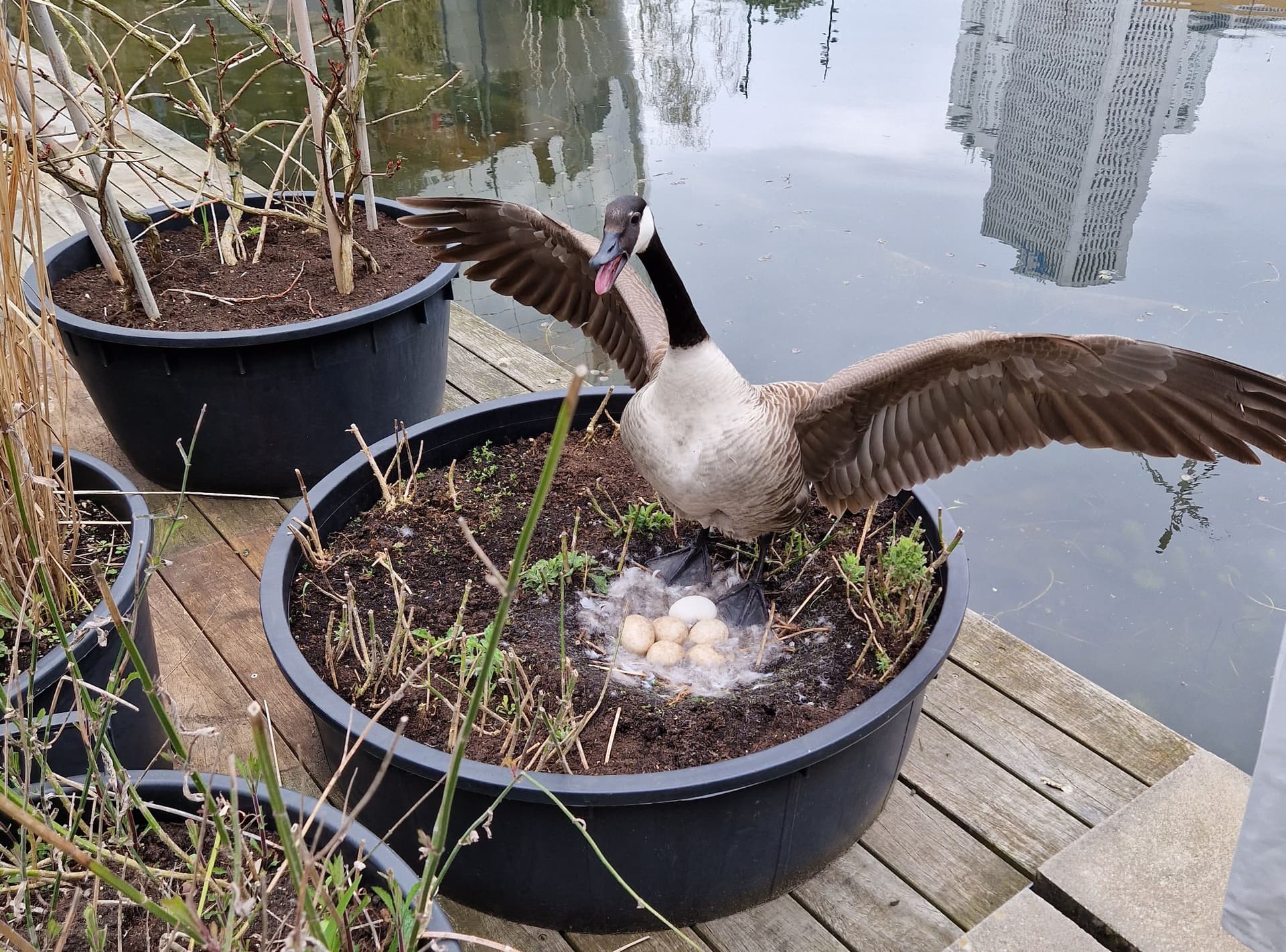 Een canadese gans spreidt de vleugels boven een nest met meerdere eieren, in een bloempot op het terras aan het water.