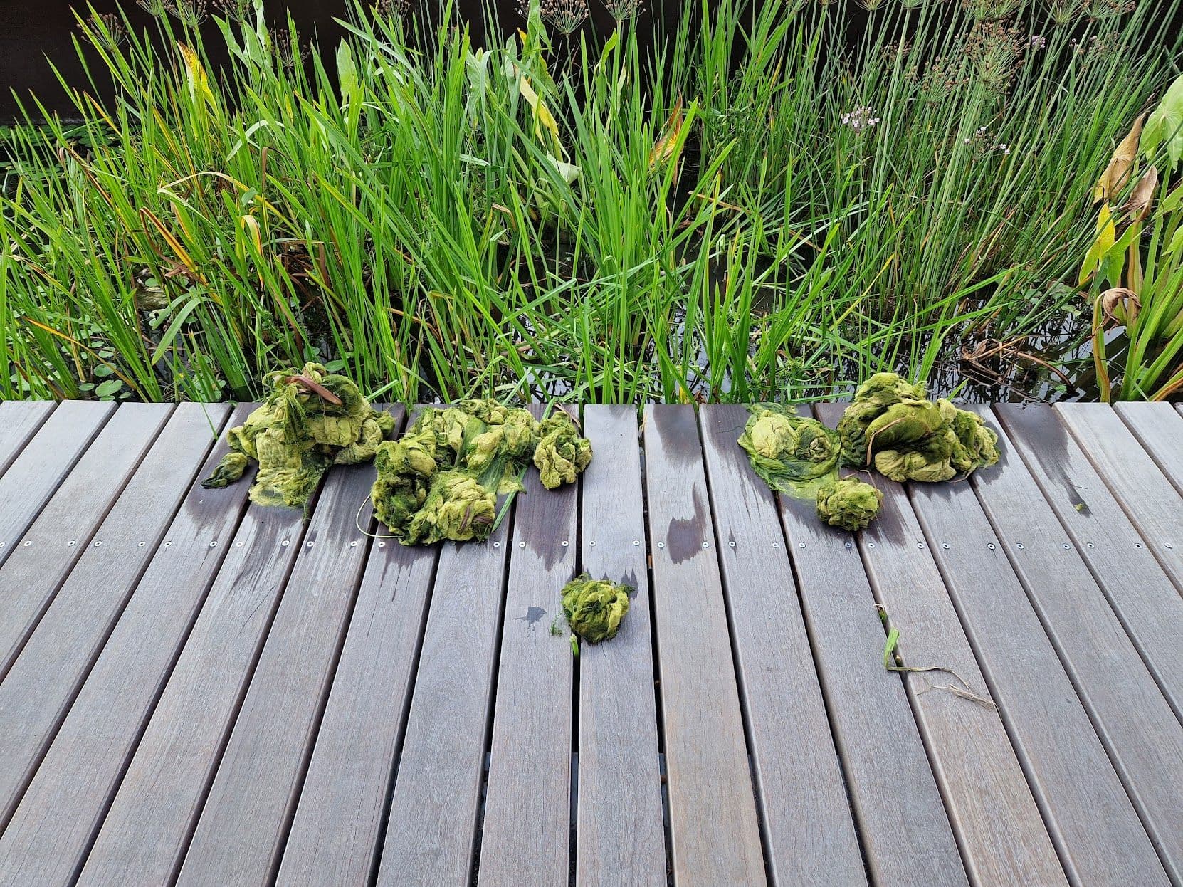 Clumps of green algae on a wooden deck, next to a pond with reeds.