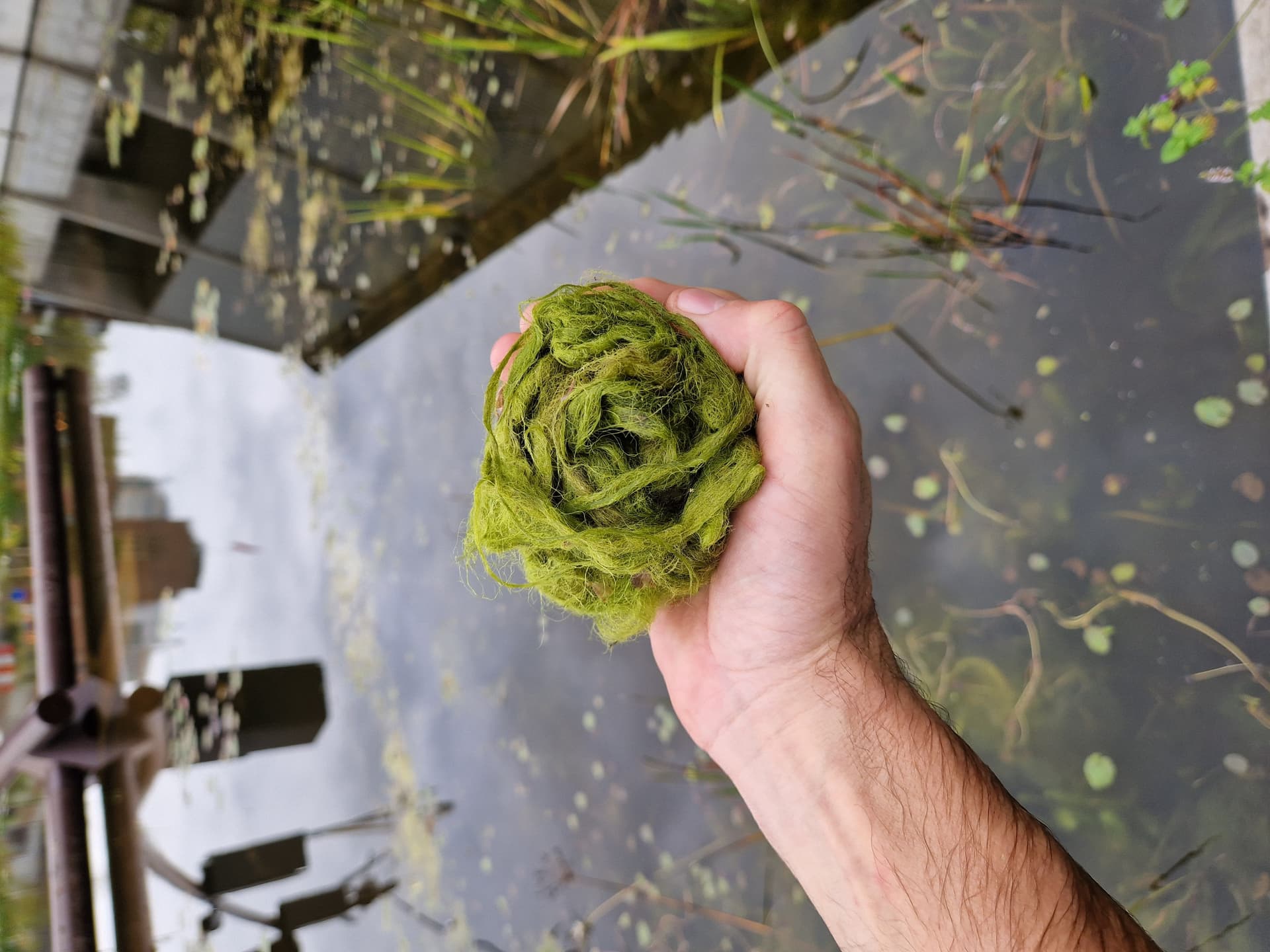 A hand holding out a clump of green algae over the still pond of the New Garden.