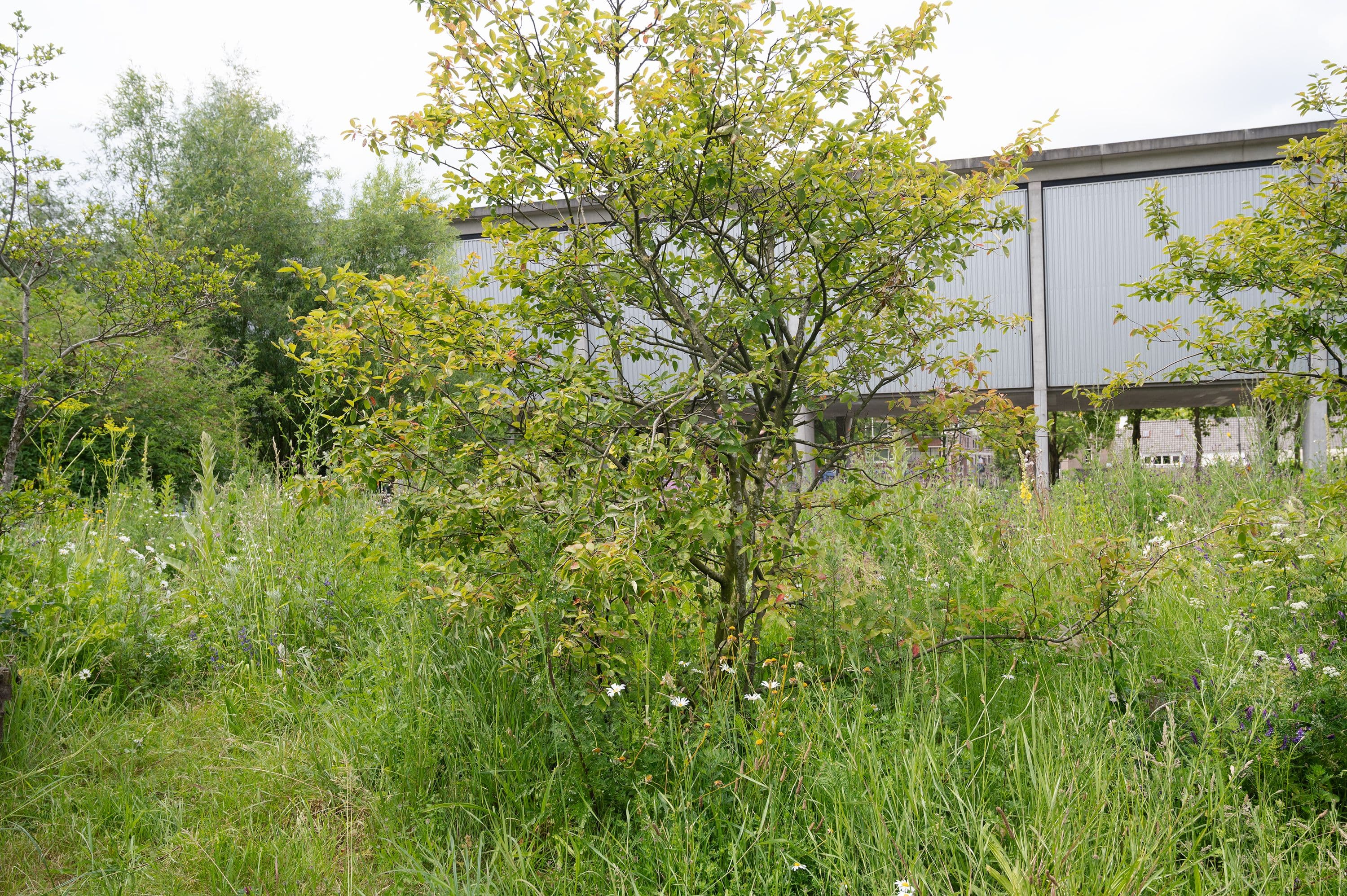 New Garden, 2023. Photo Petra van der Ree