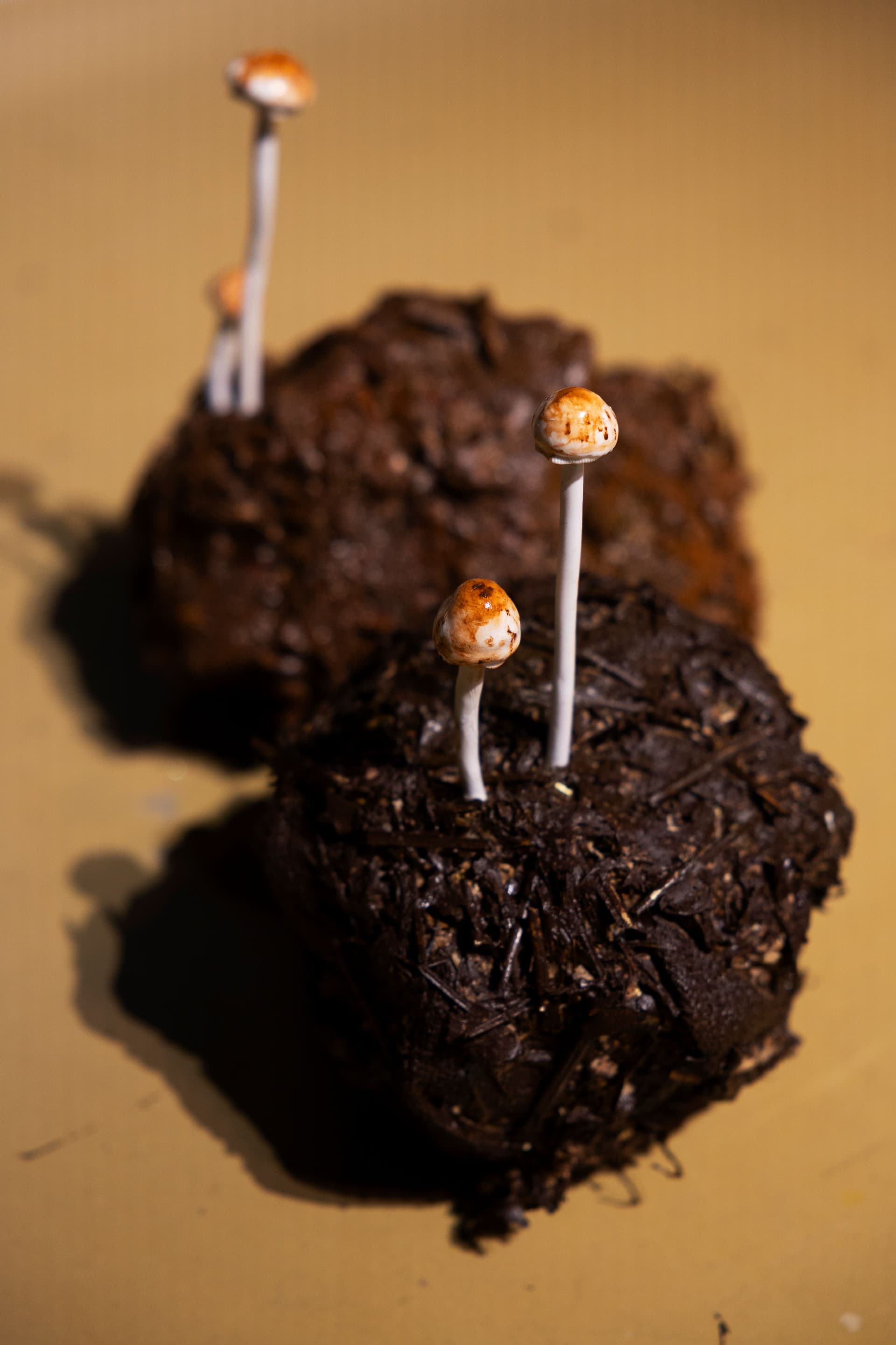 Opening FUNGI: Anarchist Designers. Photo: Florine van Rees.