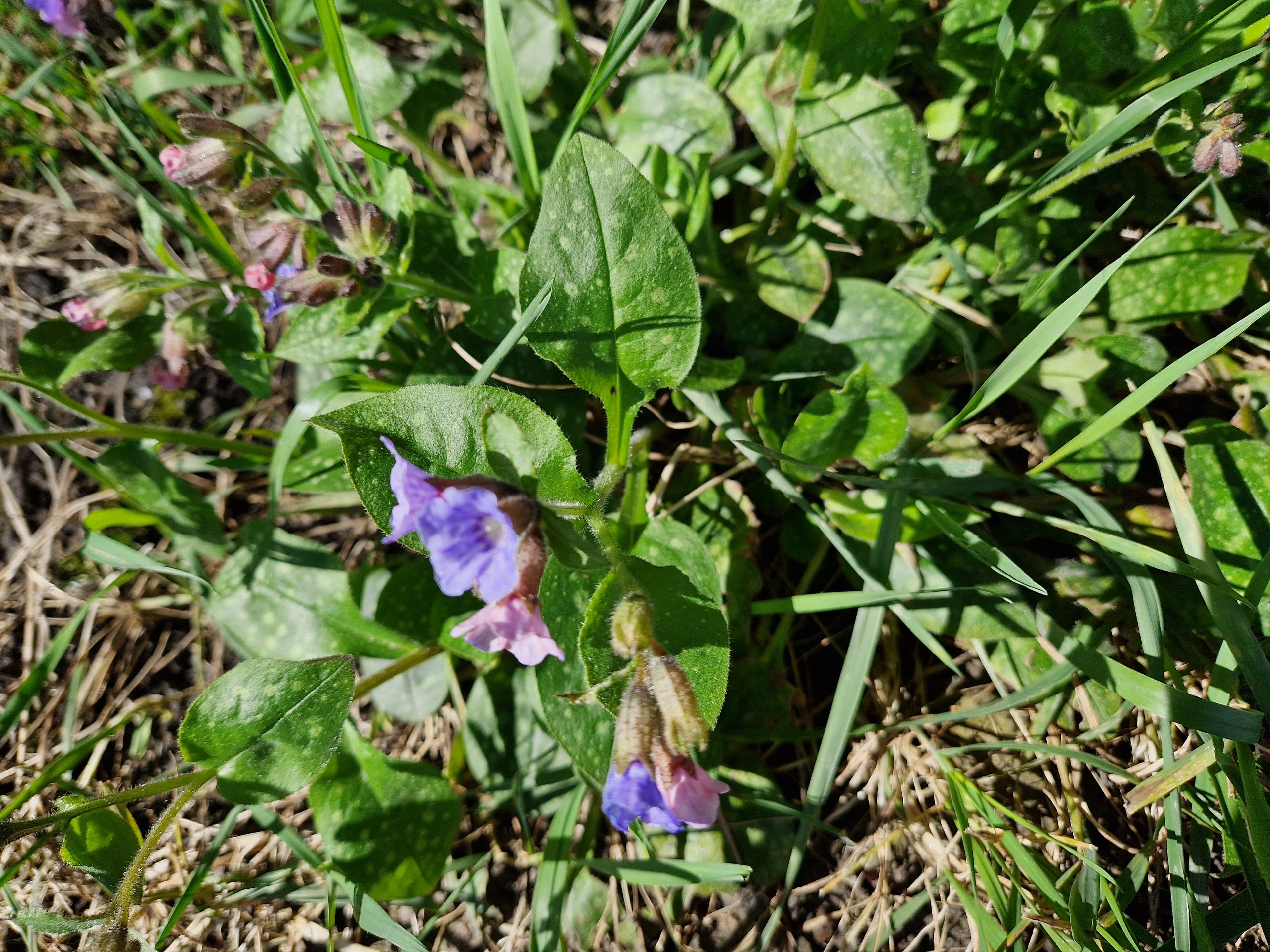Gevlekt longkruid met groene bladen en enkele paarse bloemen.