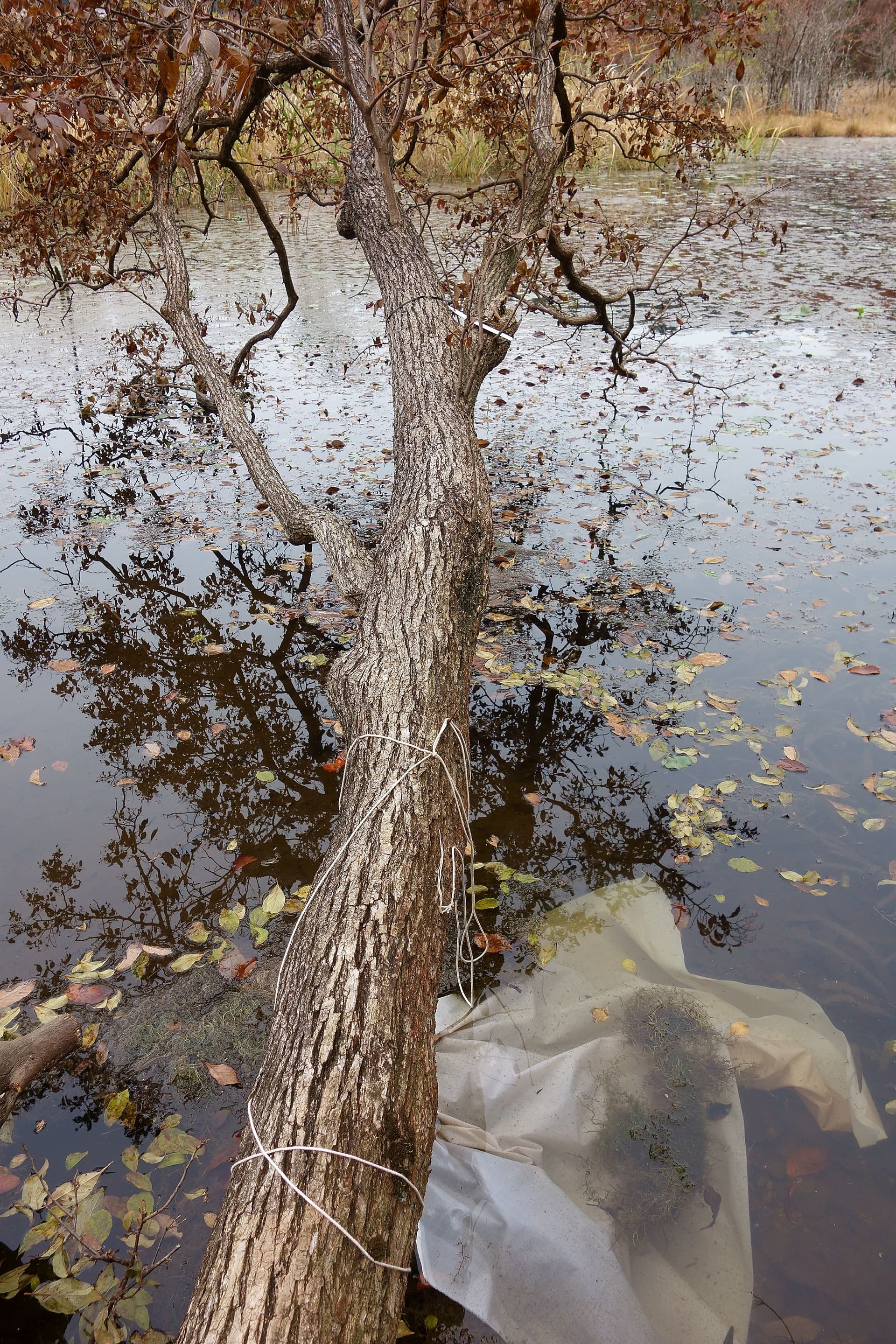 Low-hanging tree above a leaf-filled pond, a white cloth is hung to the trunk and floats in the water