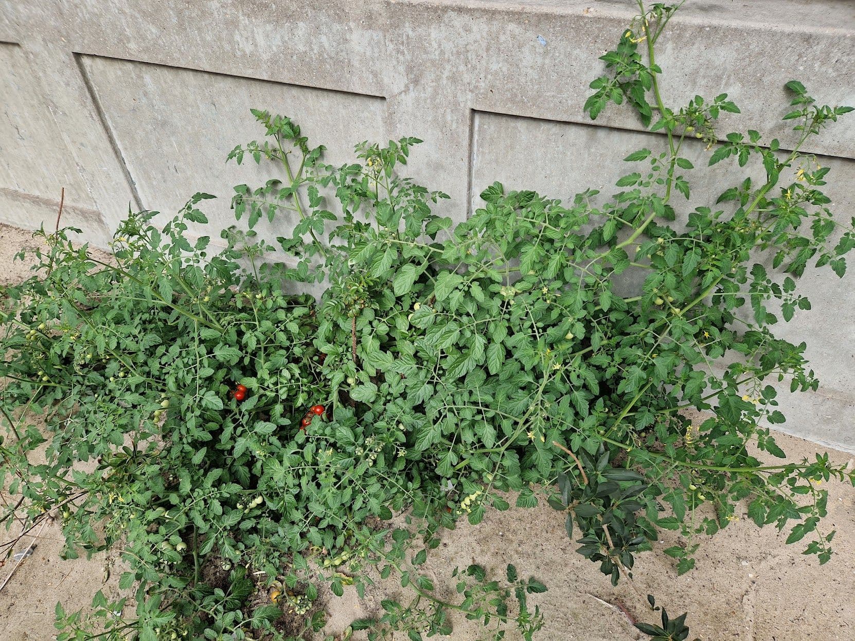 A tangle of cherry tomatoes, stems and leaves growing in the sand and against a concrete wall.