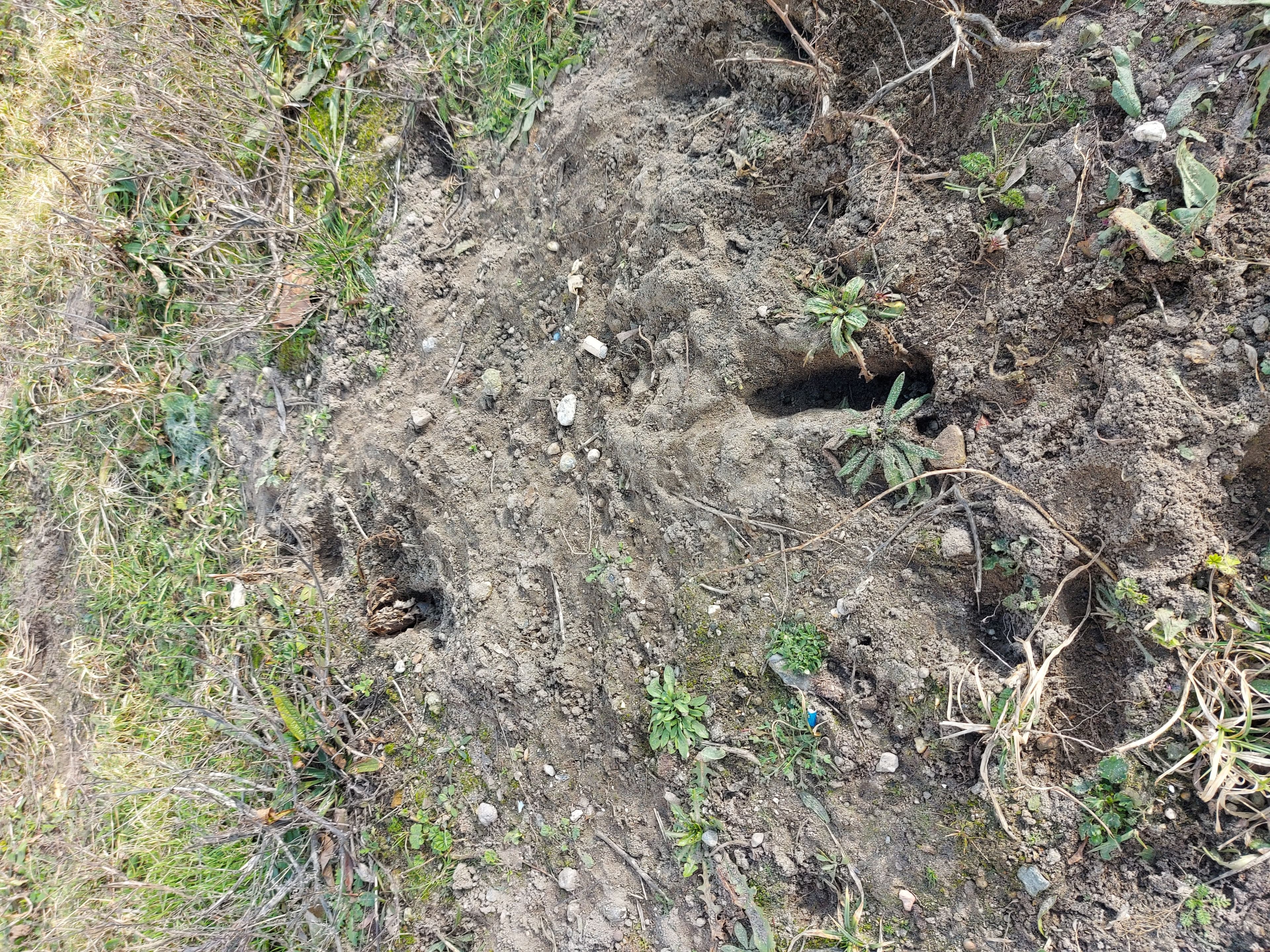 Several rabbit holes in loose grayish dirt.