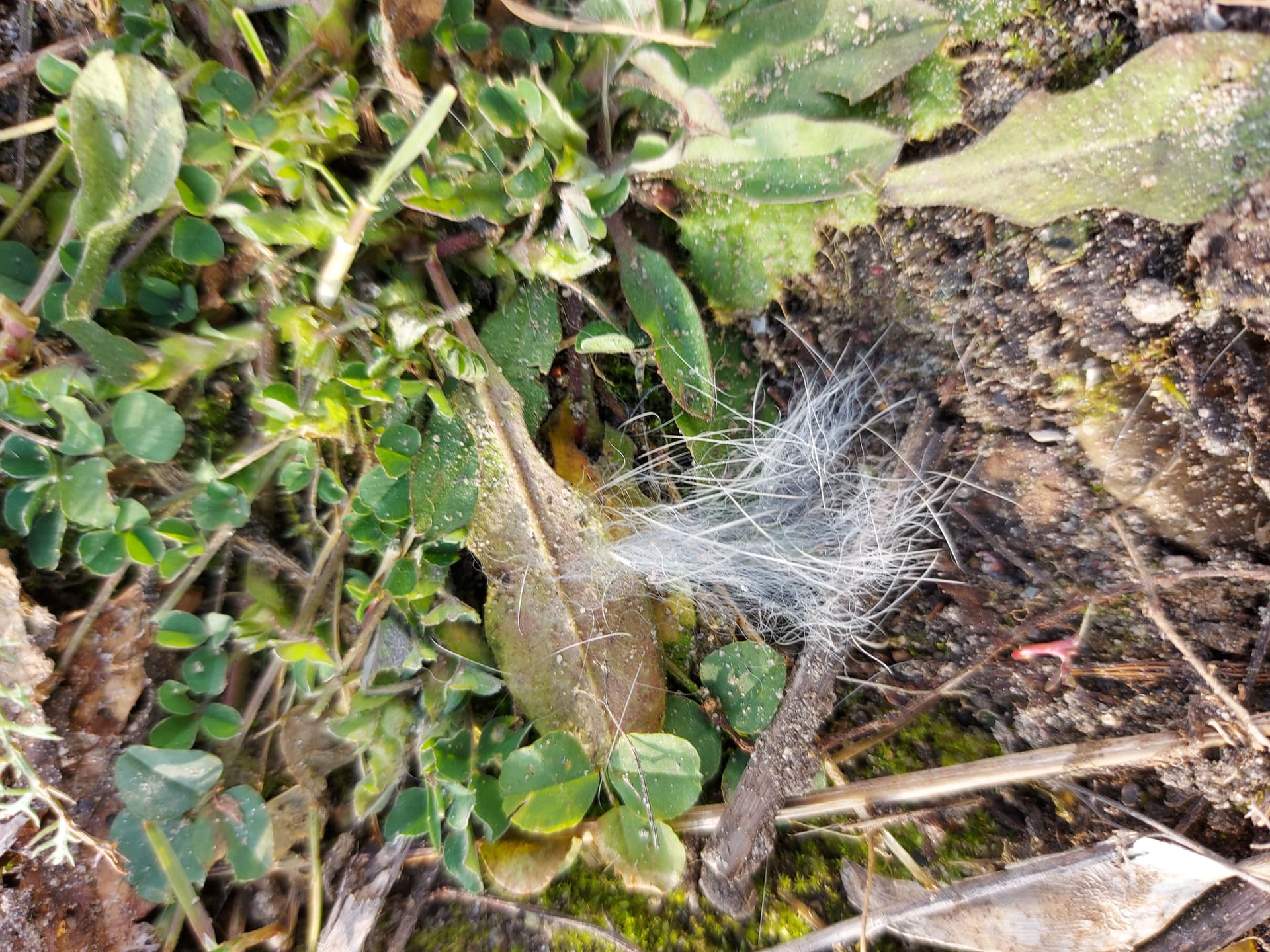 A tuff of white rabbit fur among loose dirt and foliage.