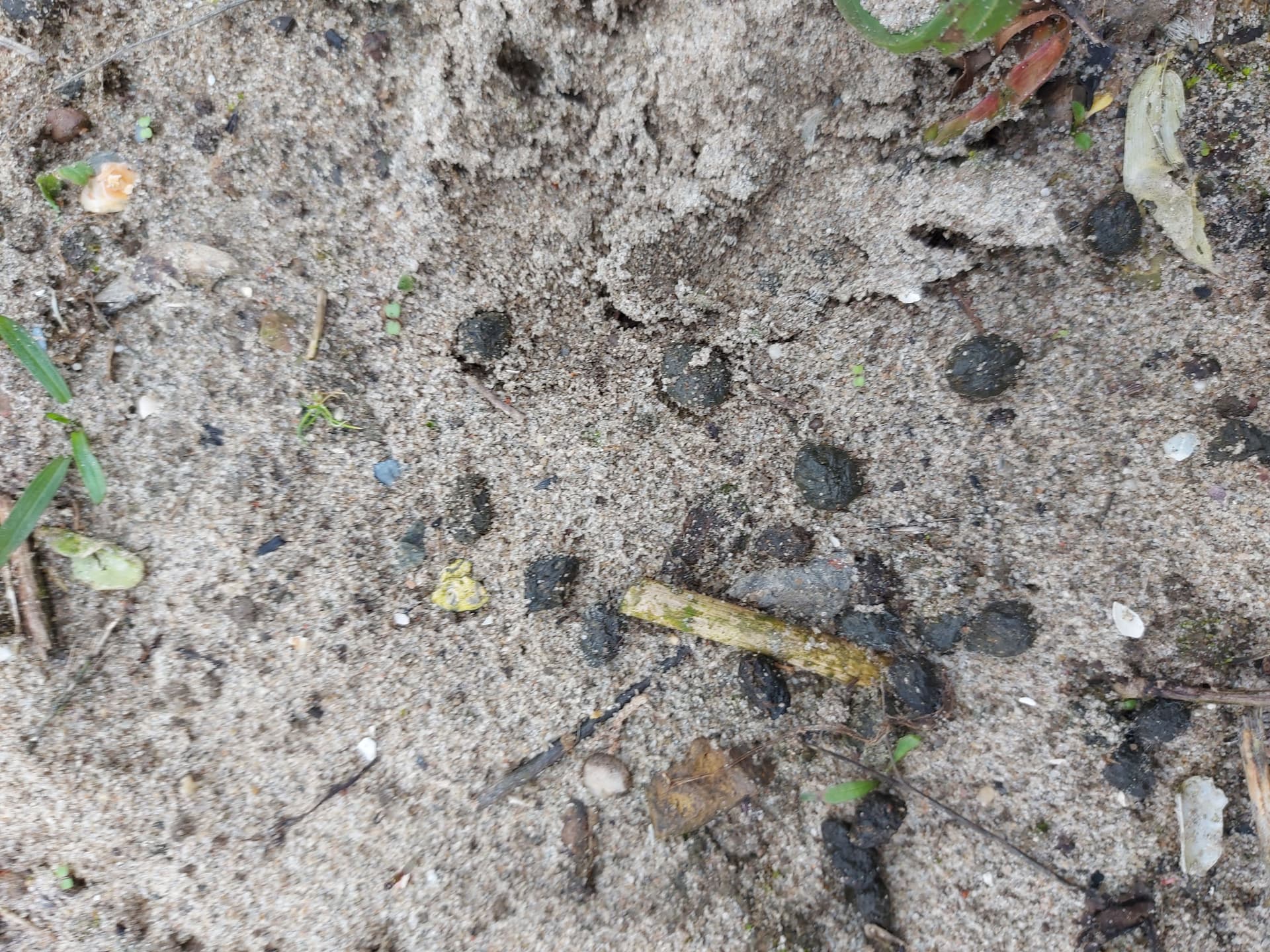 Several rabbit droppings in loose, grey dirt.