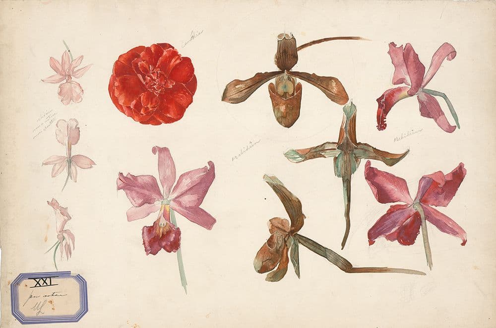  J.L.M. Lauweriks, Study of flowers ‘after nature’, 1892 