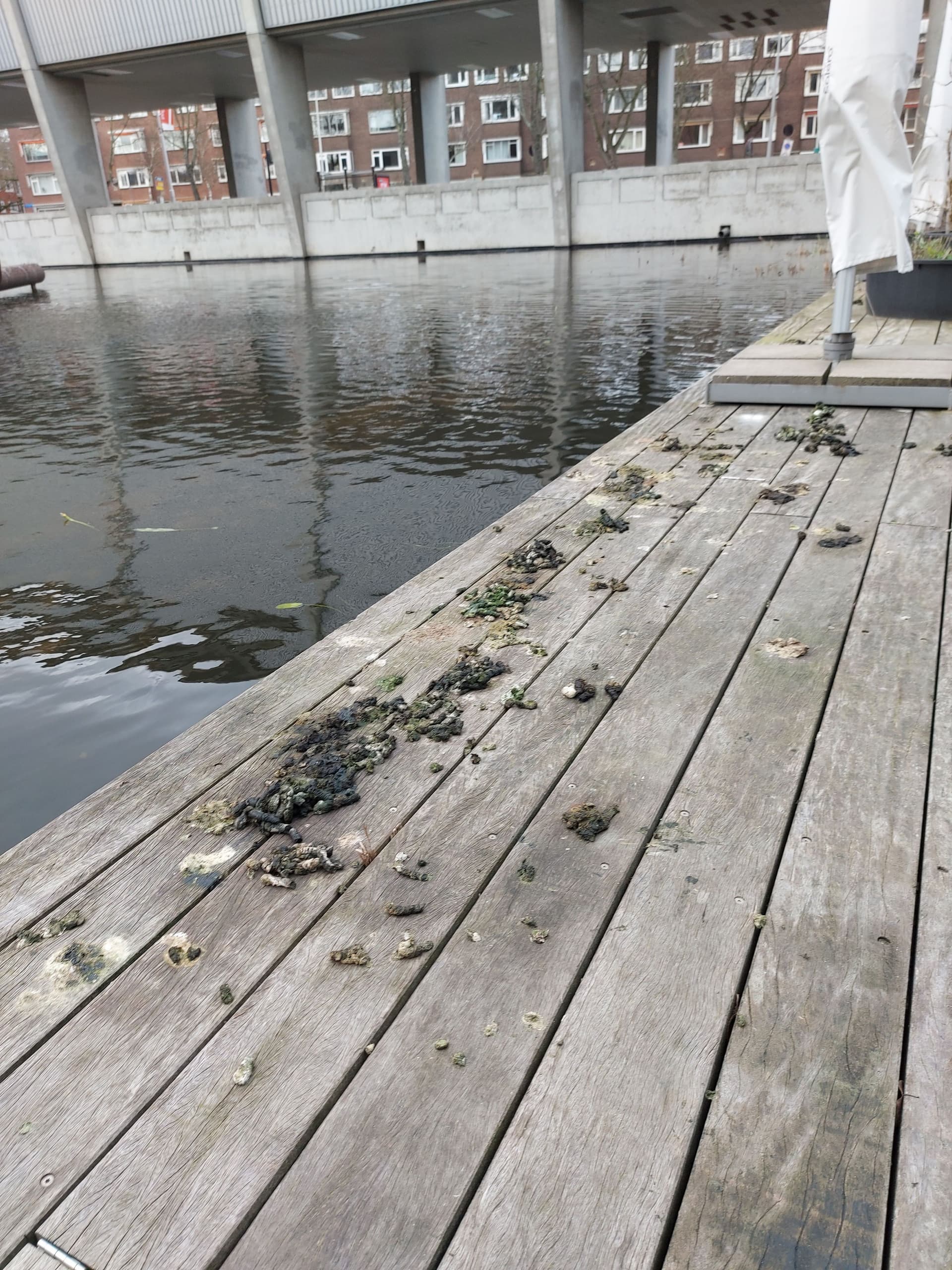 A 2-meter section of a wooden terrace over water, covered in goose poop.