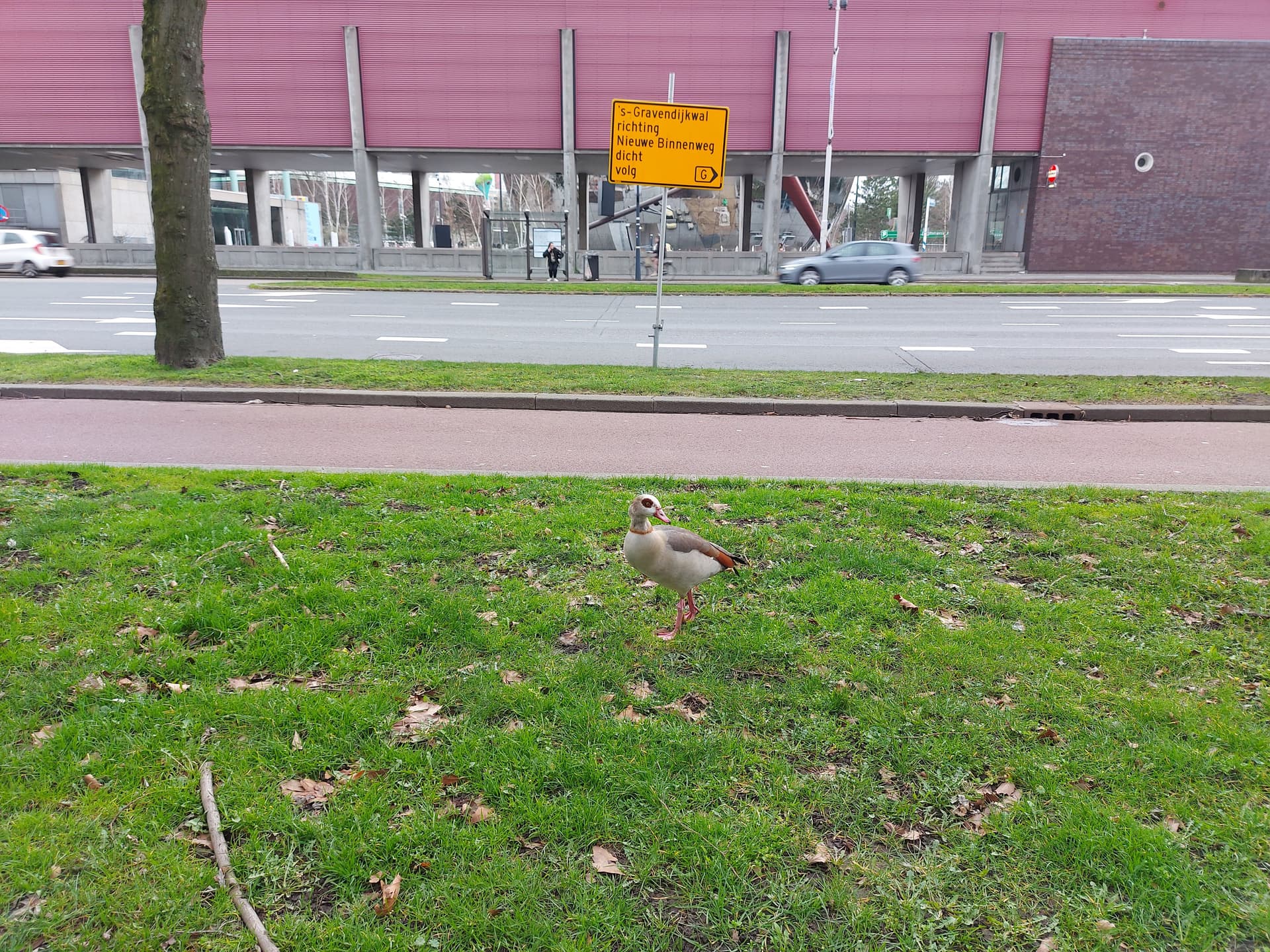 An egyptian goose on the grass in front of a bicycle lane and a yellow traffic sign denoting a detour.