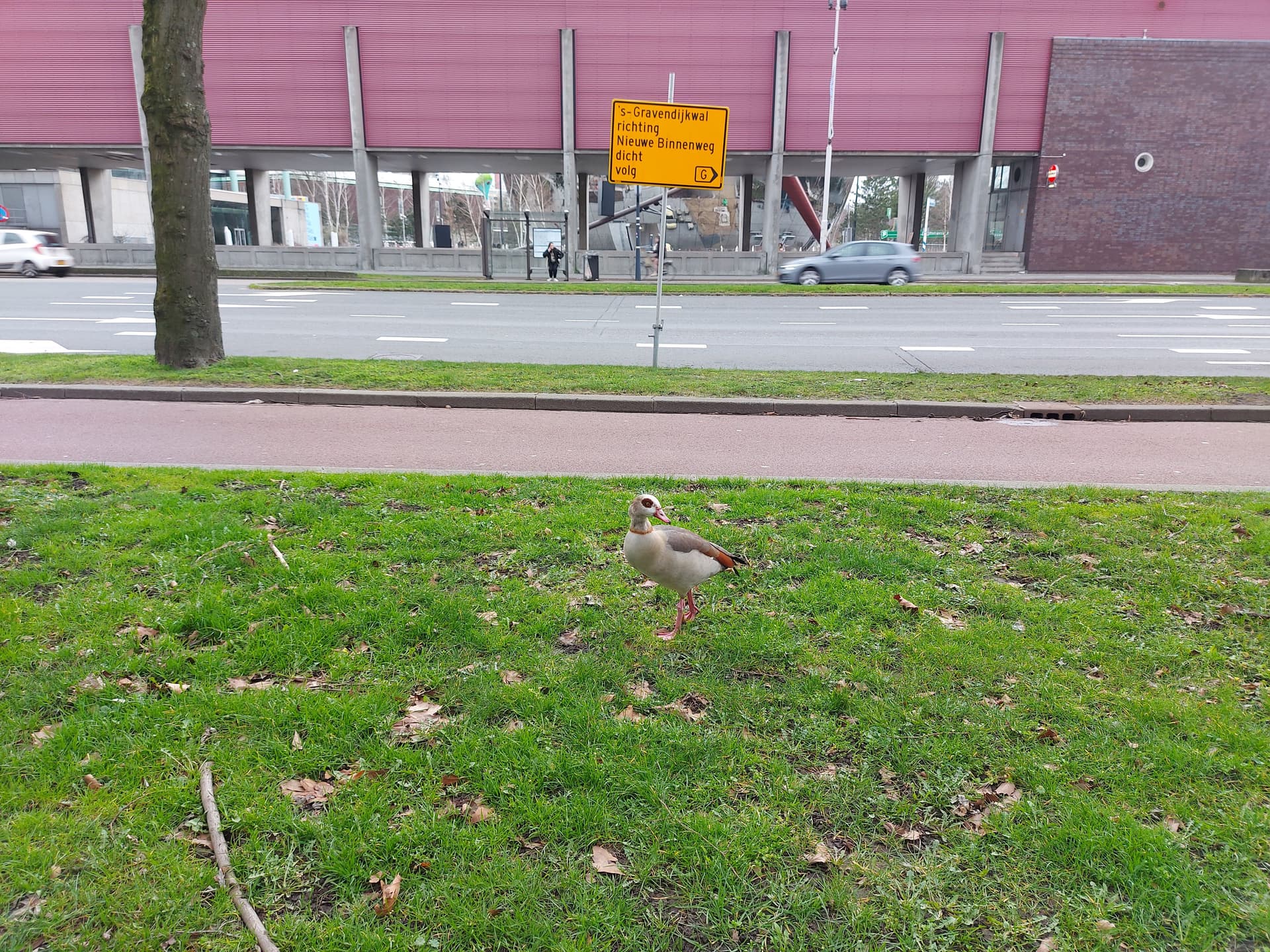 Een nijlgans in het gras langs de weg aan de overkant van Het Nieuwe Instituut.