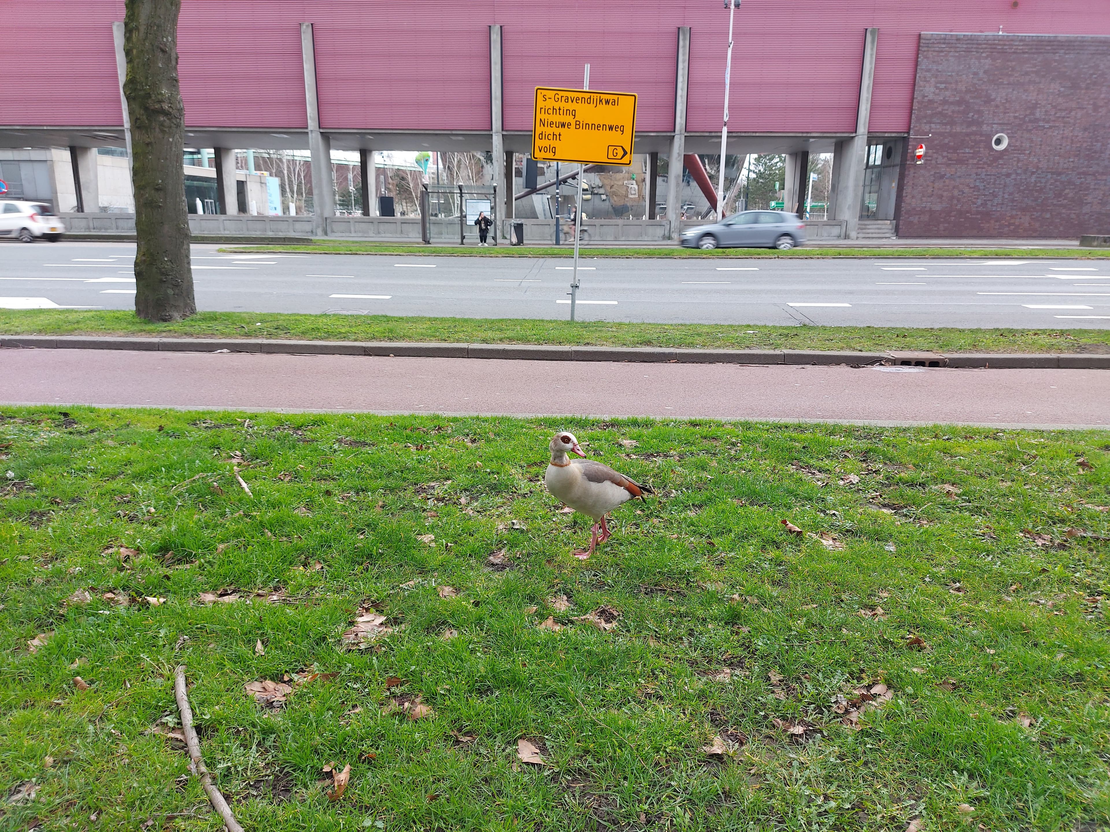 Een nijlgans in het gras langs de weg aan de overkant van Het Nieuwe Instituut.