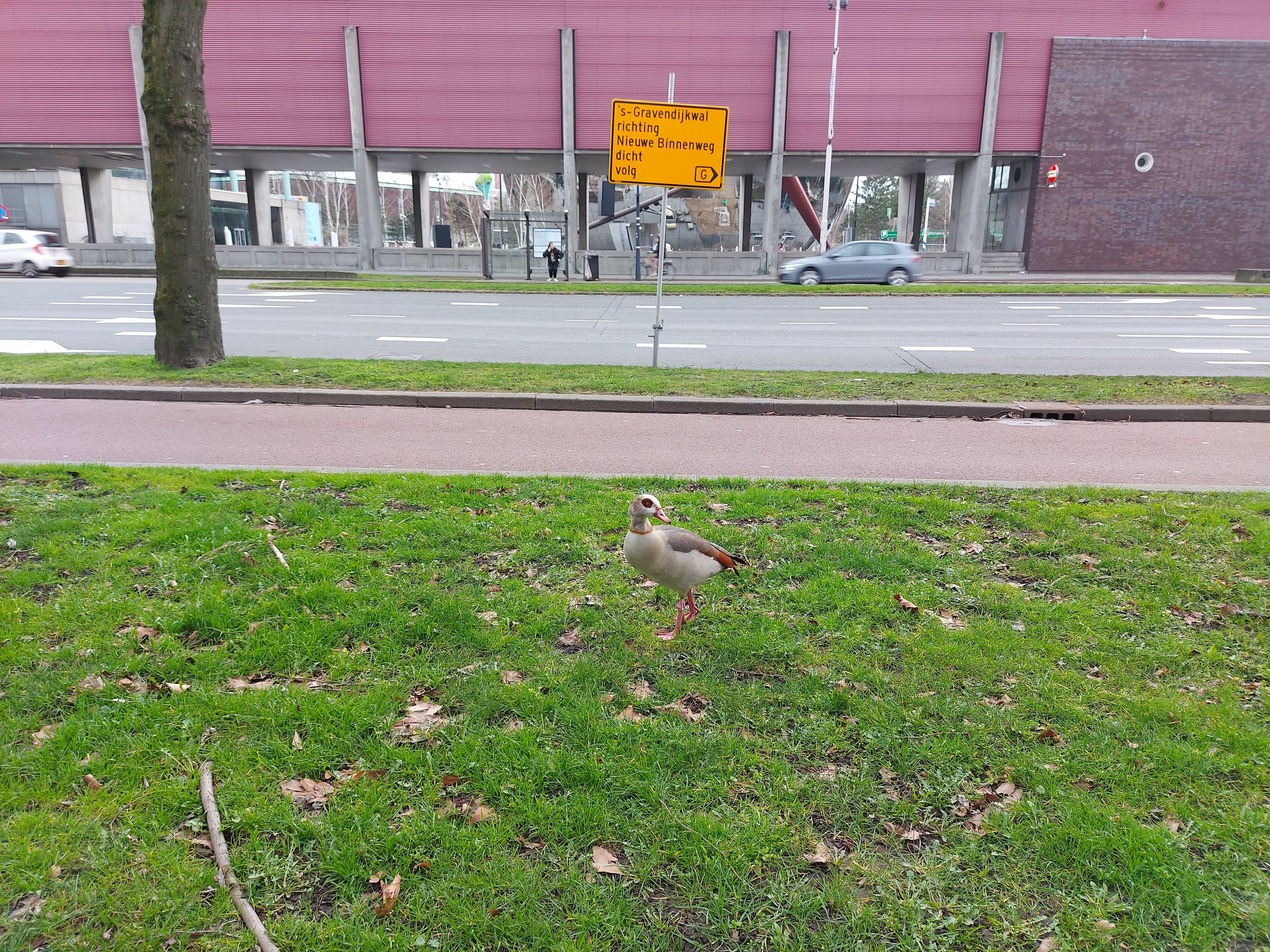 An Egyptian Goose standing in a field of grass across the road from Het Nieuwe Instituut.