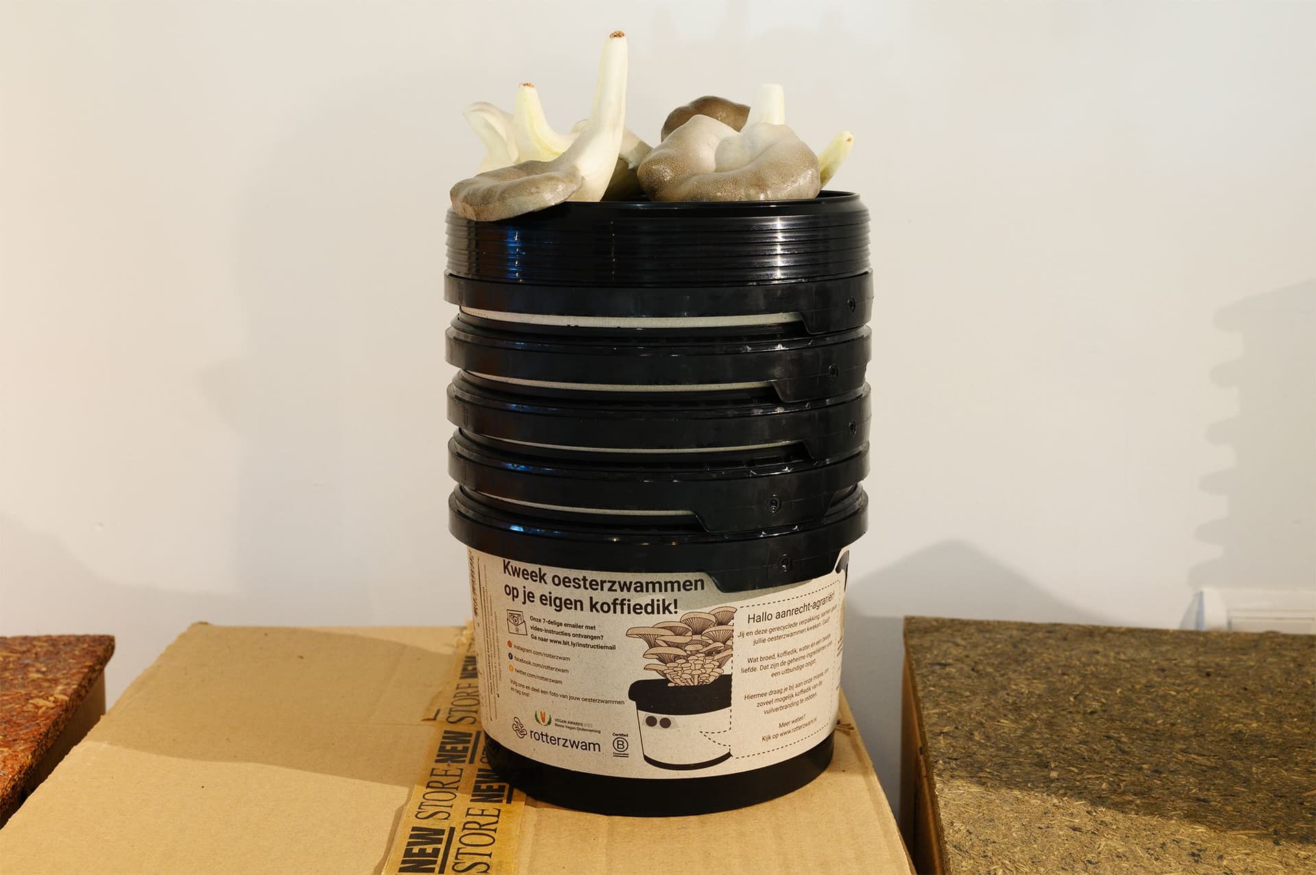 The Rotterzwam kit consisting of a small bucket with mushrooms growing out of the top. Photo: Petra van der Ree