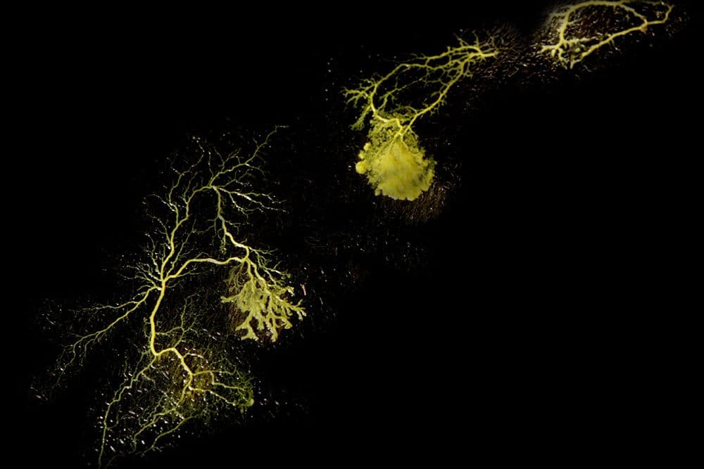 Being Slime Mold: observation/simulation/enactment, 2013 