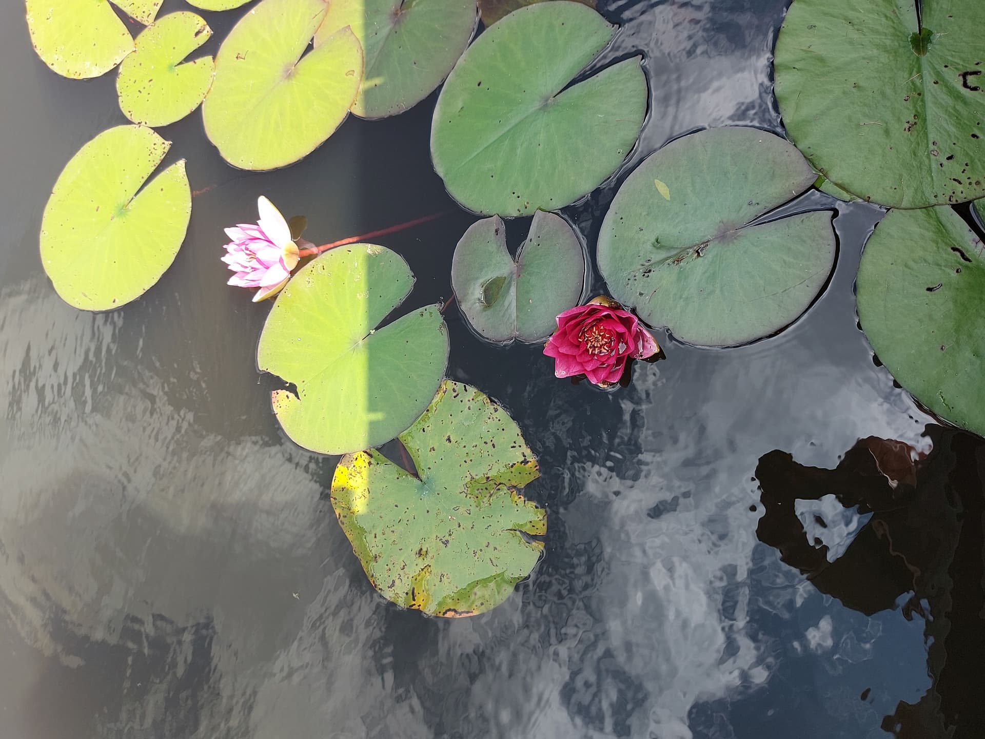 De witte bloem en het groene blad van een waterlelie.