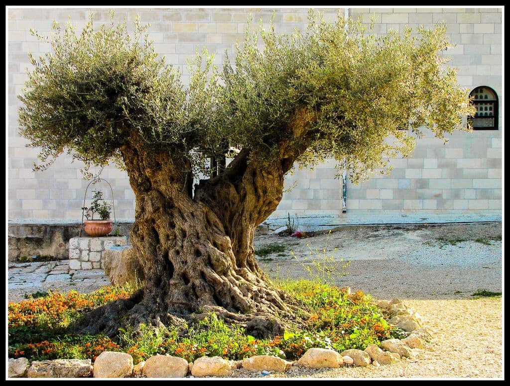 Beit Jamal: Ancient Olive Tree, 2010. Photo: Flavio, Creative Commons 