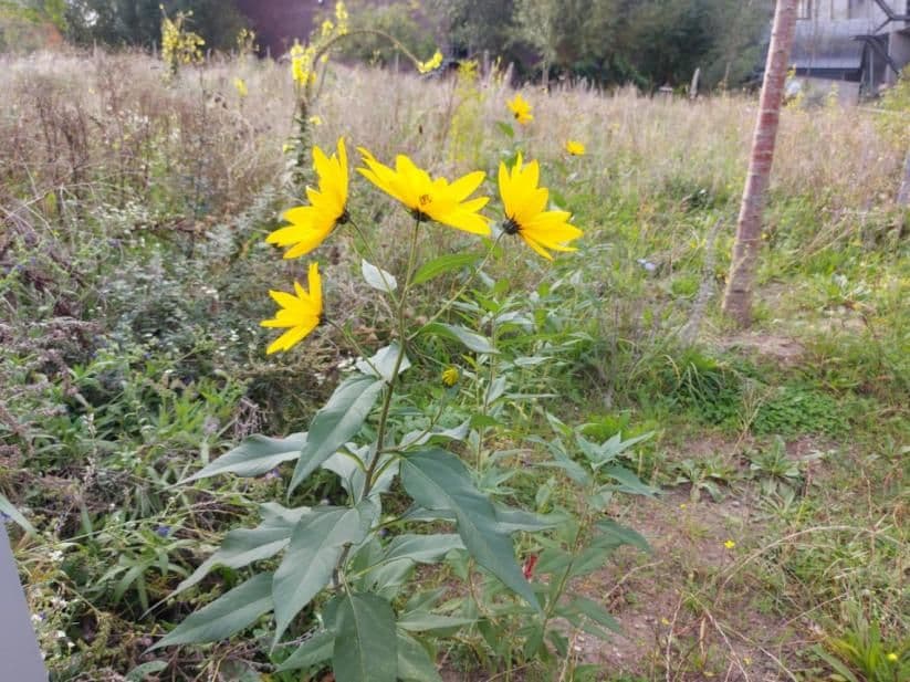 De gele bloemen van een aardpeer in een grasveld.