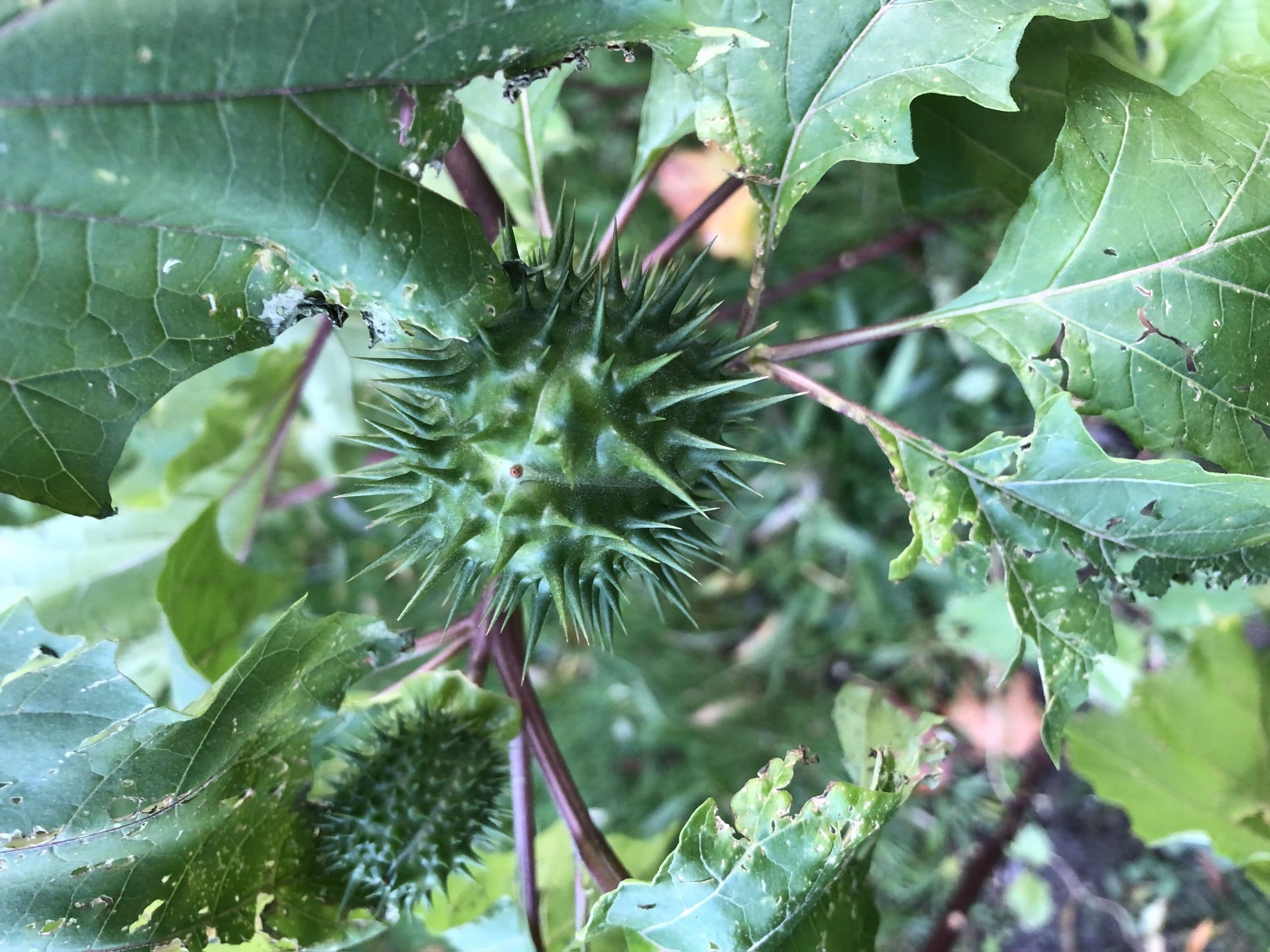 A close up of a green thorn apple among its leaves.