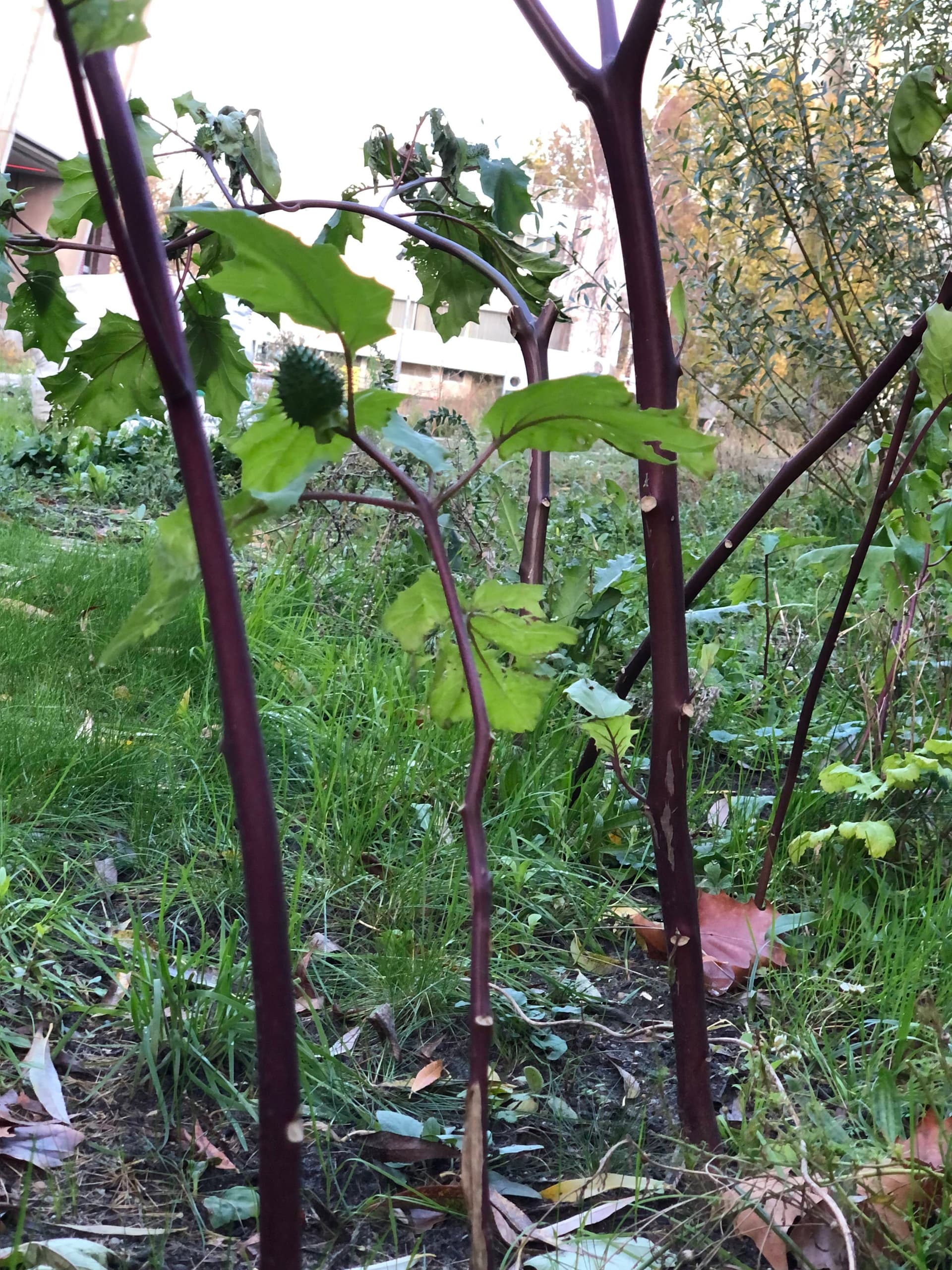  Doornappel in De Nieuwe Tuin 