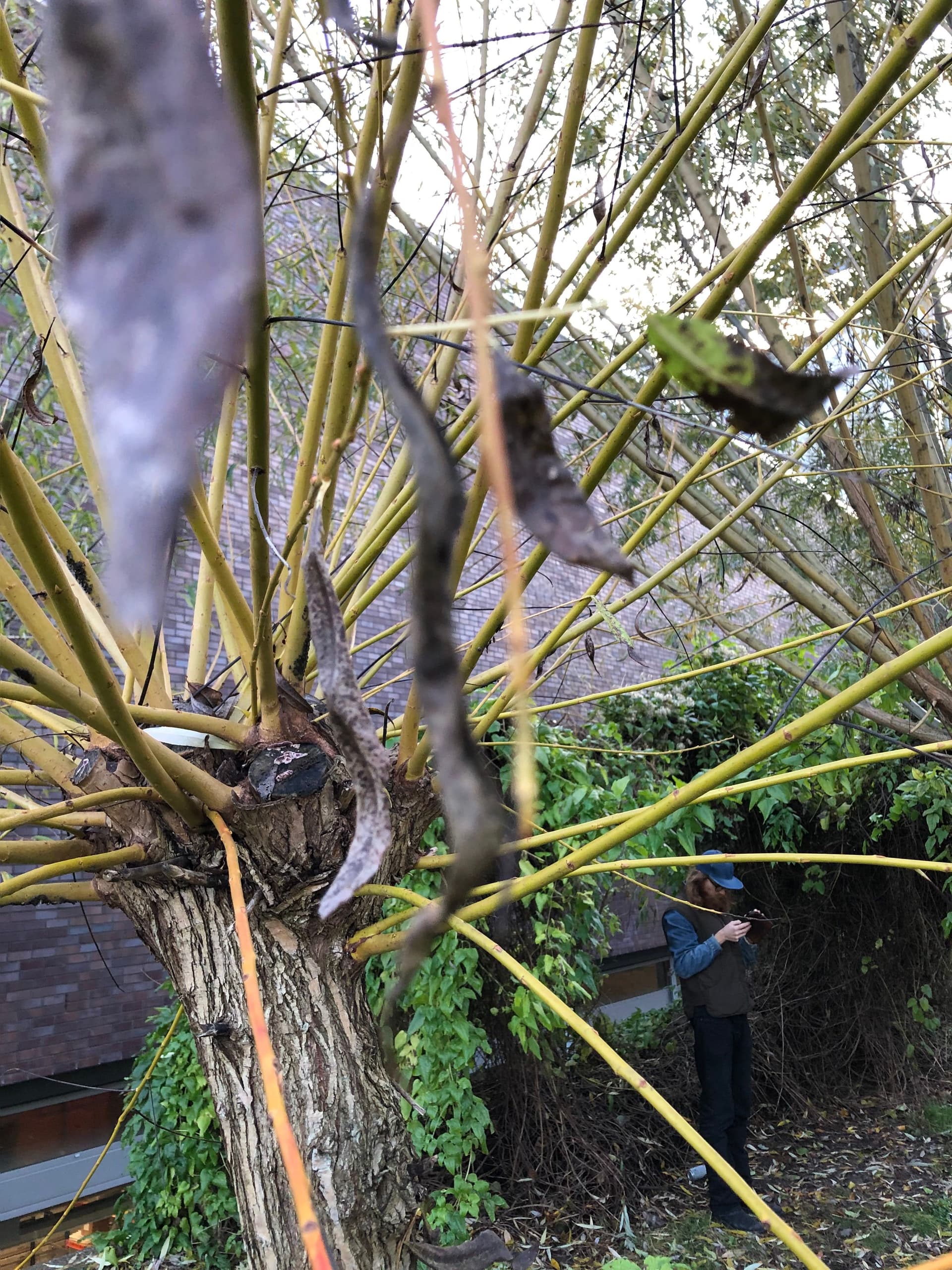  Wilg in De Nieuwe Tuin 
