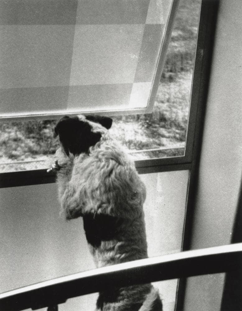 Teddy the dog at the frosted windows. Collection Nieuwe Instituut. Loan BIHS 