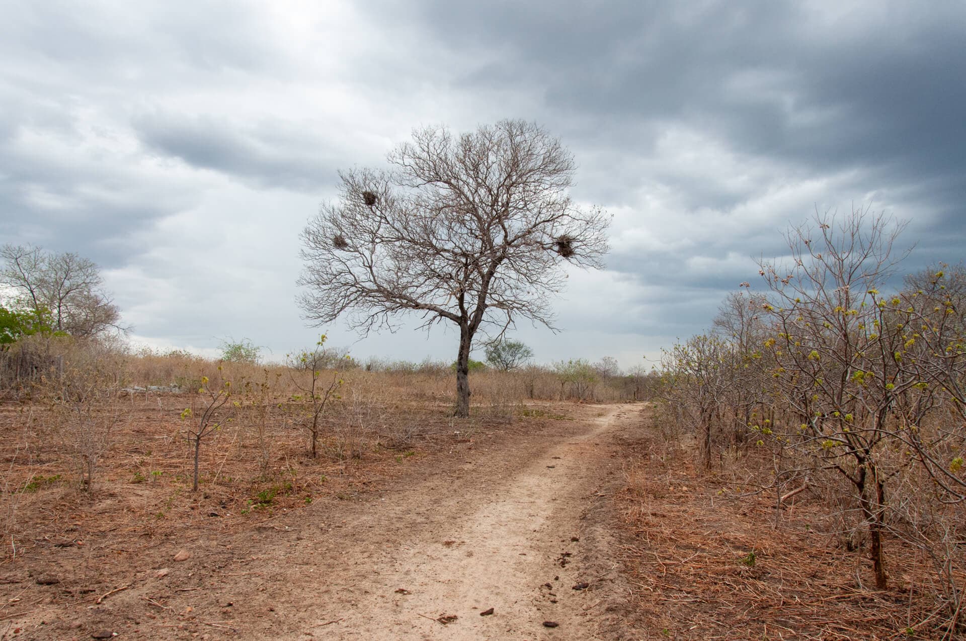 Dry tree with nests of “casaco de couro”. Photo credit: O grupo inteiro. 