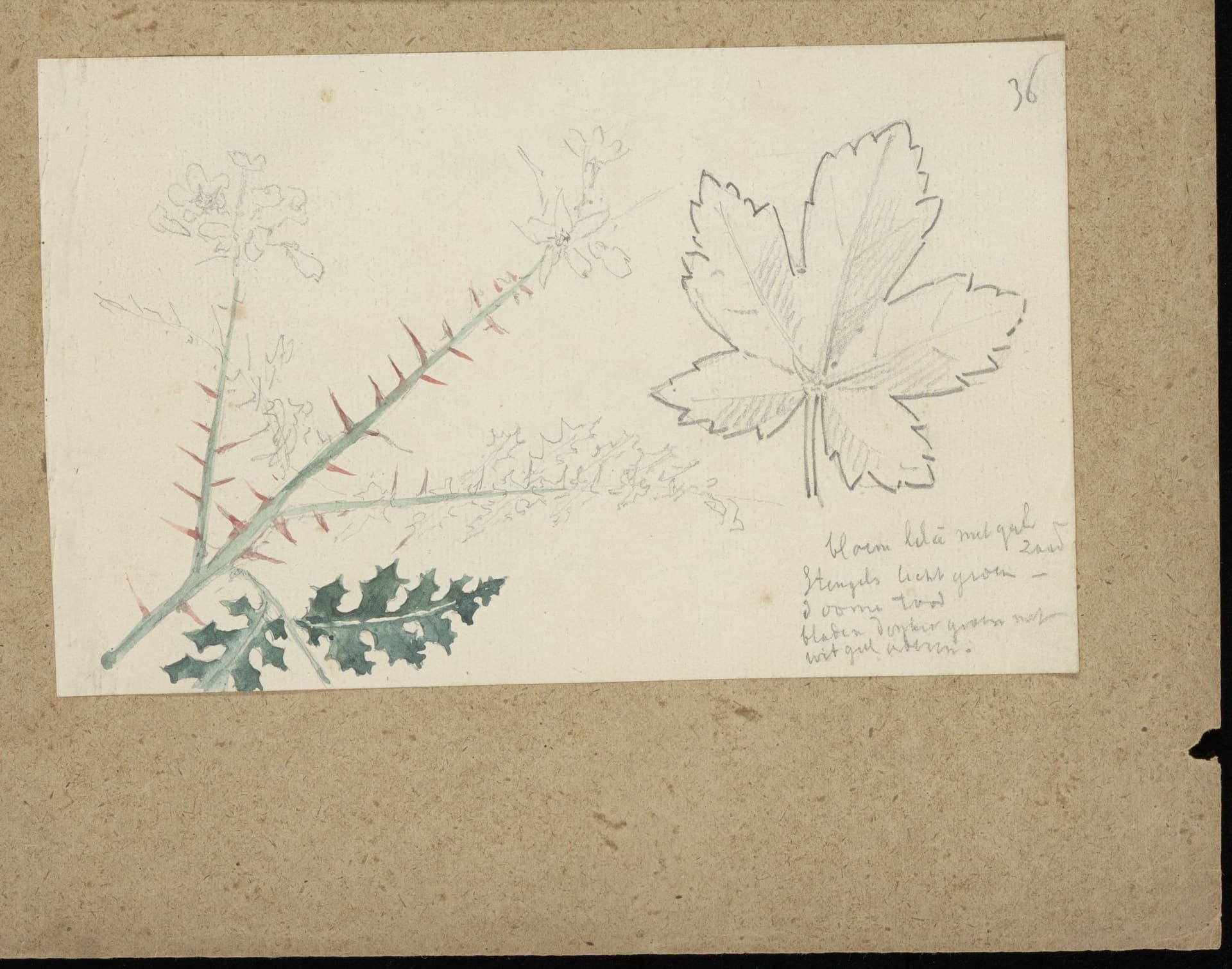 Natuurgetrouwe studie naar de natuur van P.J.H. Cuypers. In de negentiende eeuw beschouwde men dit soort weergaven als origineel. Niet omdat het met de hand was getekend, wat toen gebruikelijk was, maar omdat het een zo realistisch mogelijke we… 