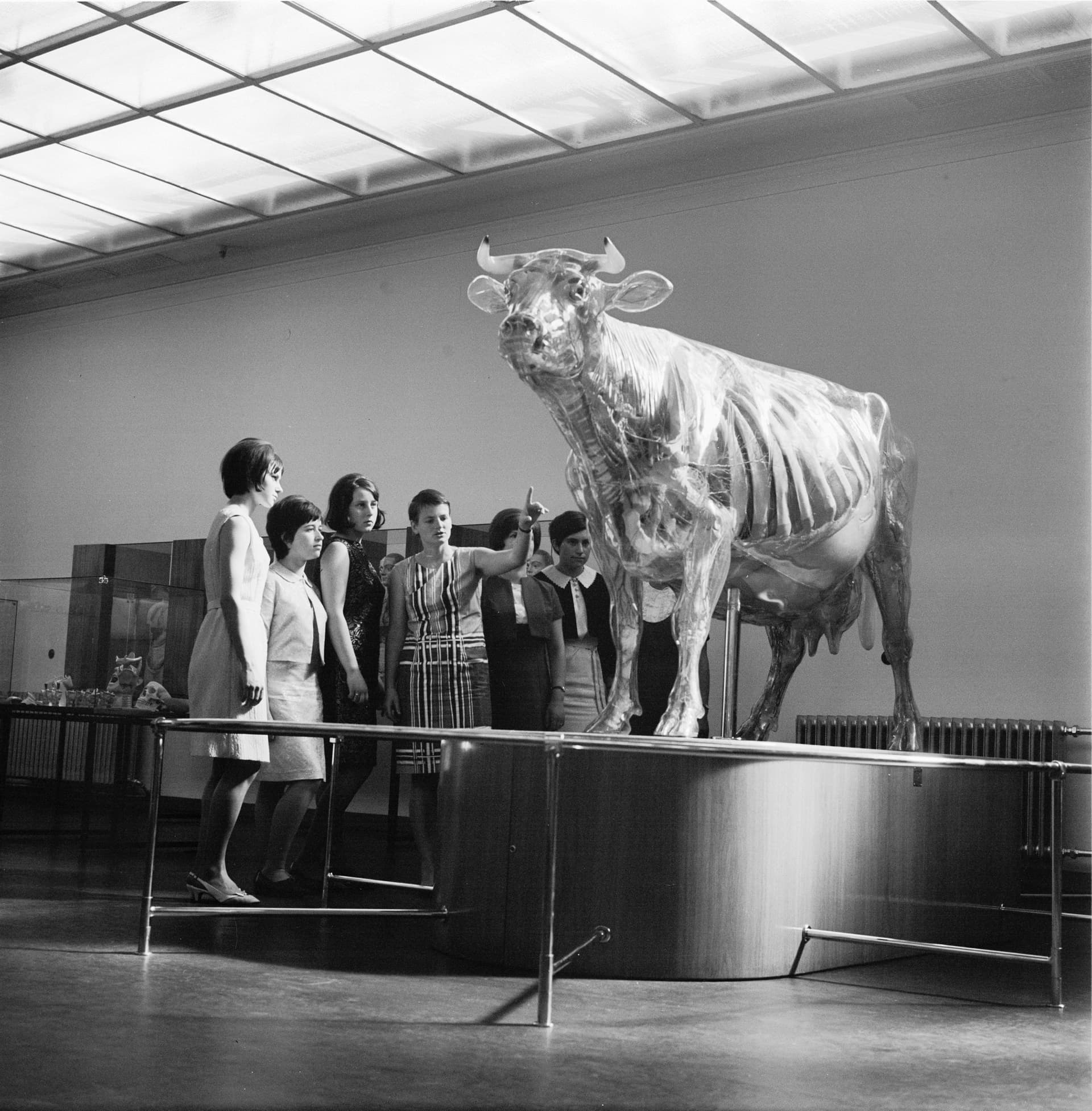 Glass cow in the permanent exhibition of the German Hygiene Museum. Photo Richard Peter jr., 1967. Collection Slub Dresden / Fotothek 