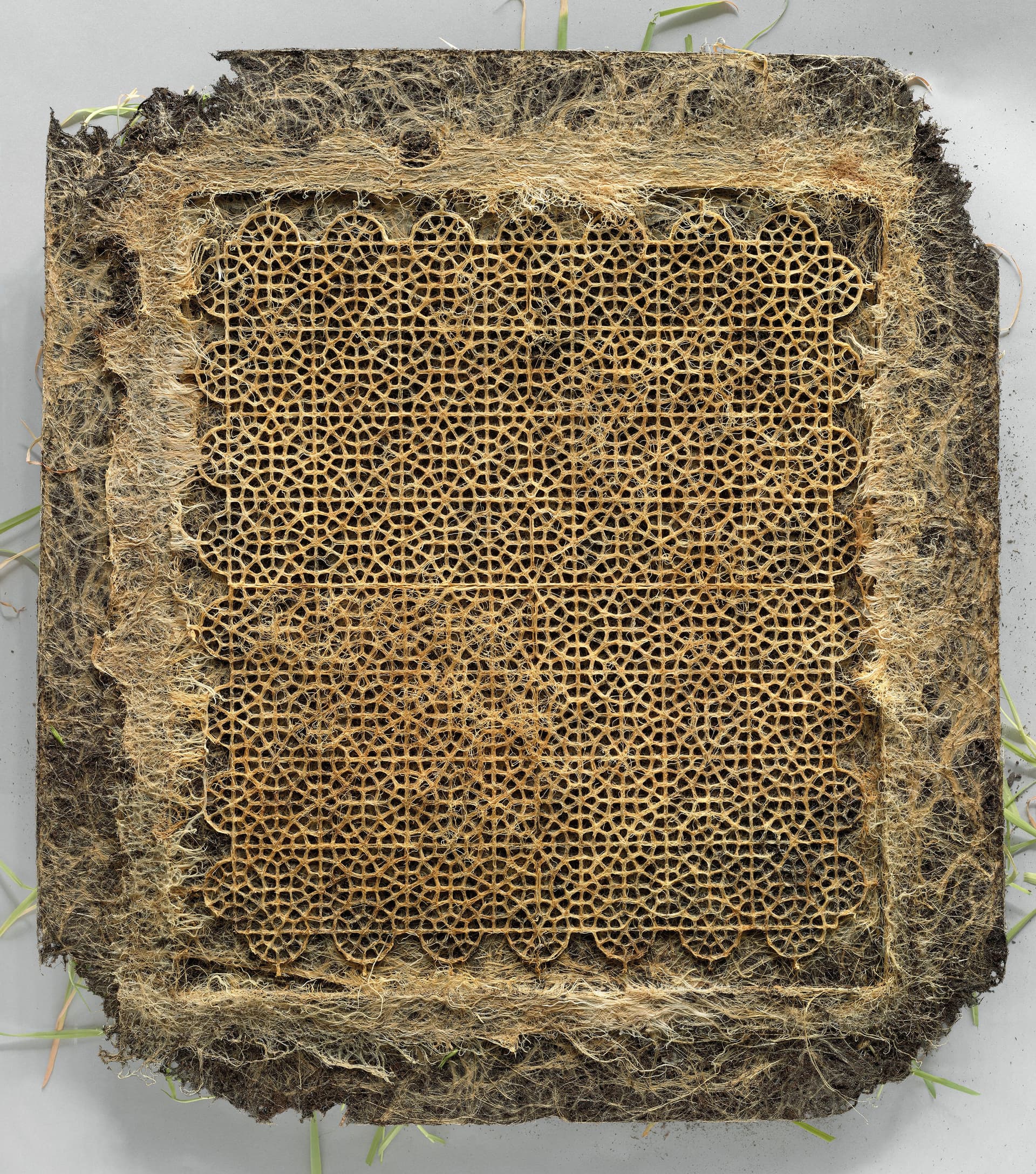  Diana Scherer, InterWoven 