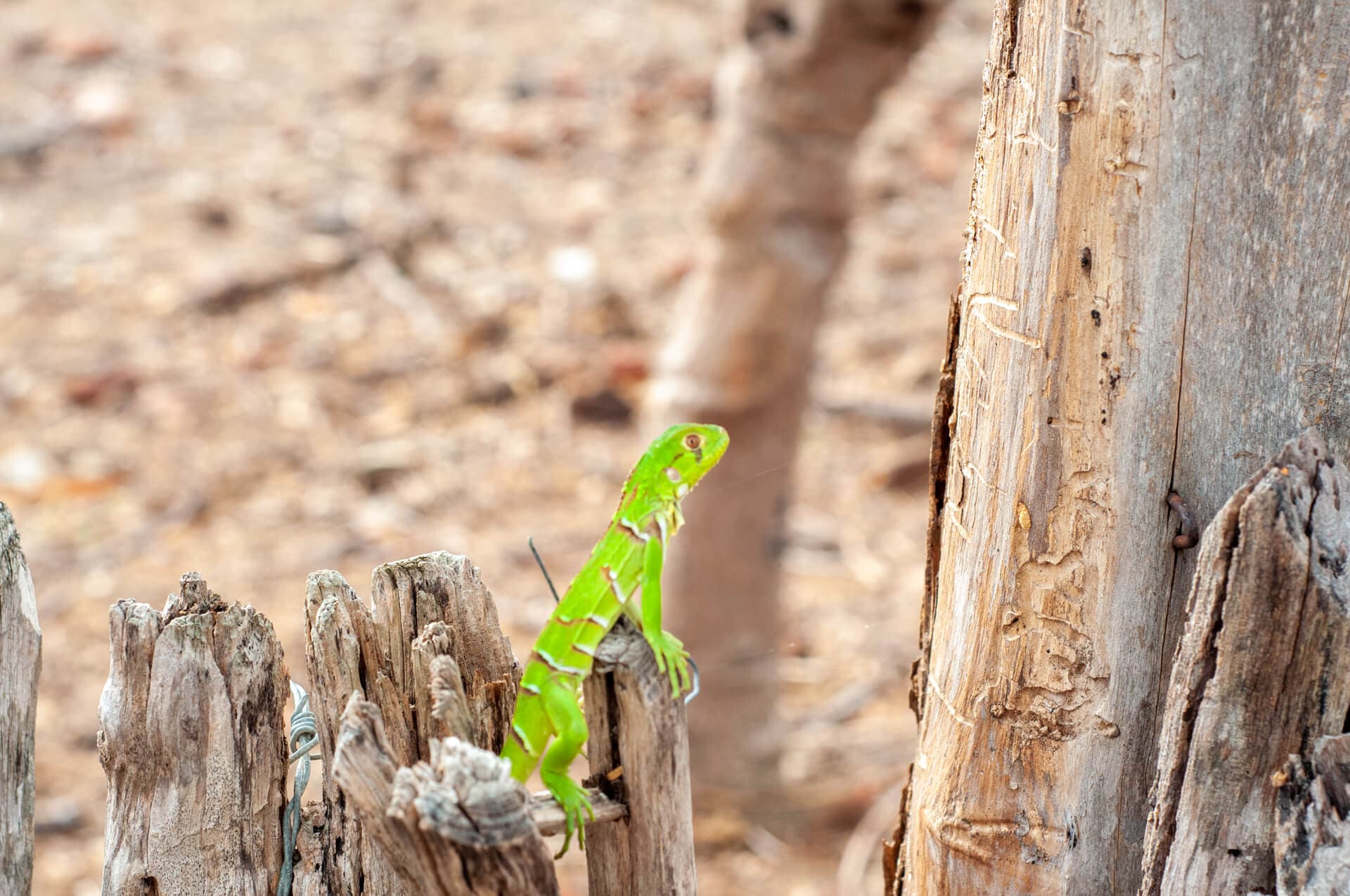 A lizard appearing after the rain. Photo: O grupo inteiro. 