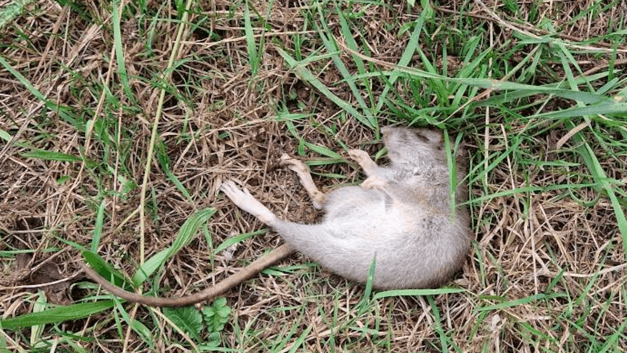 Een dode grijsbruine rat ligt tussen groen en droog gras.