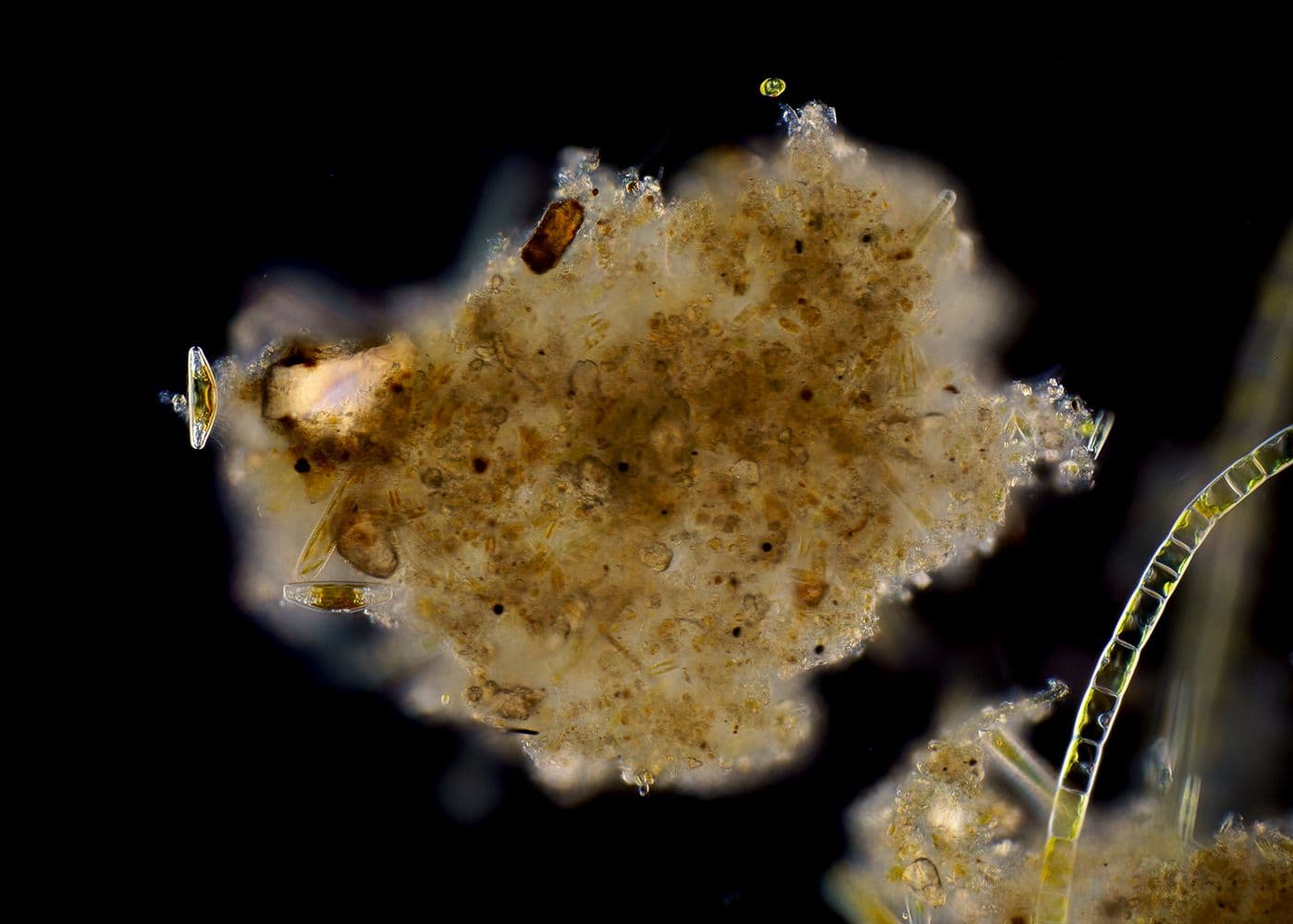 Mud particle. Photo: Wim van Egmont. 