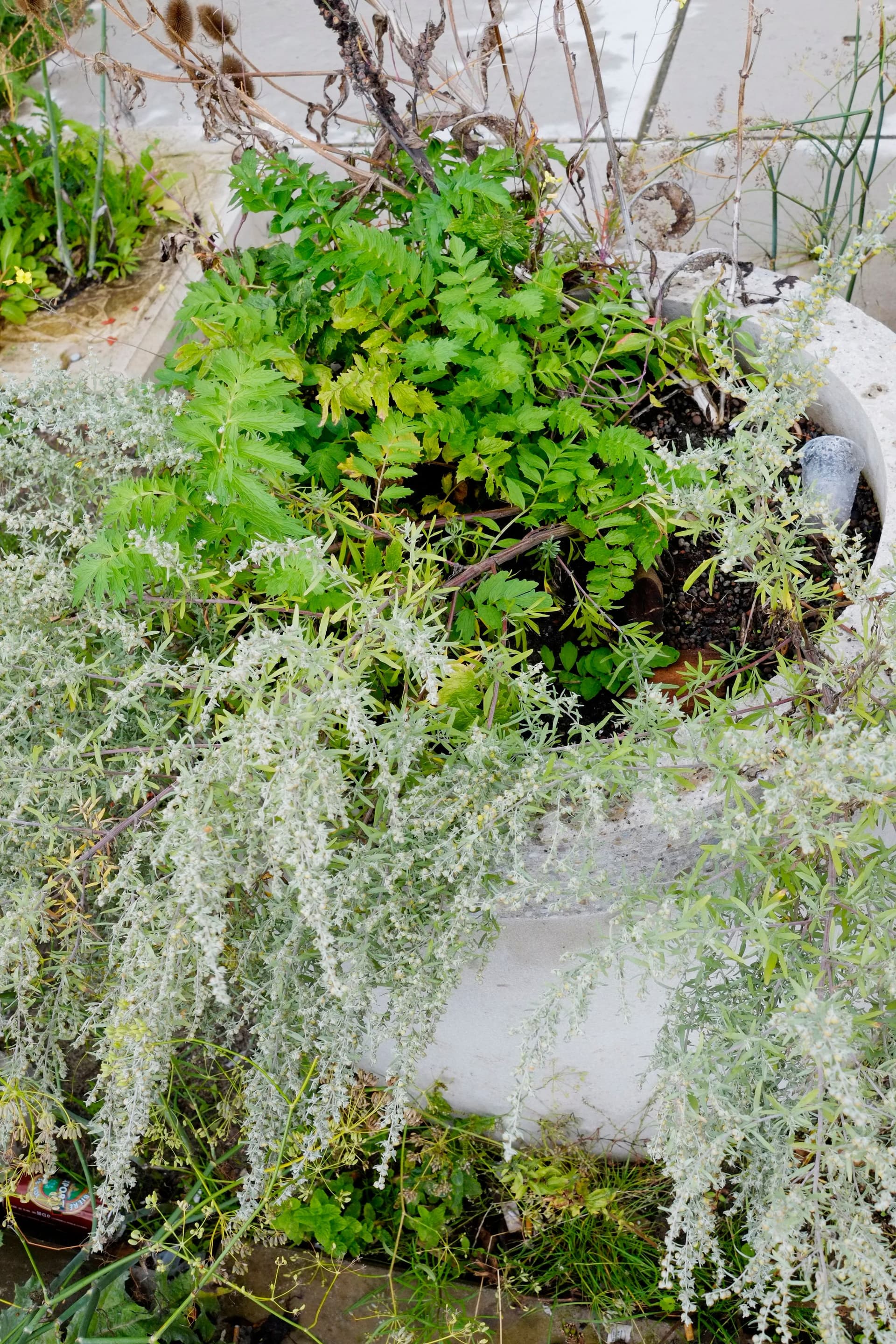New Garden, summer 2015. Photo Johannes Schwartz 