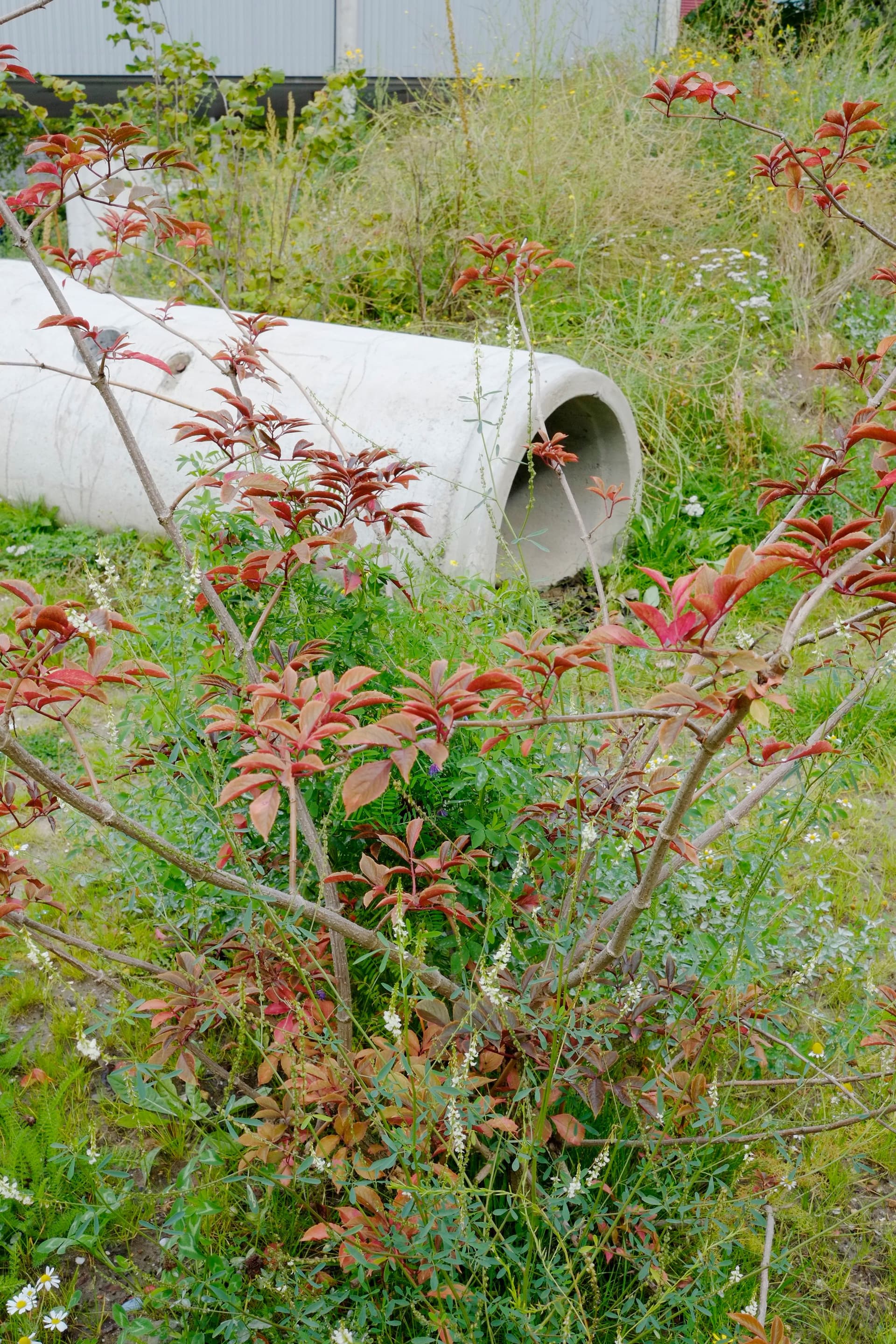 New Garden. Photo Johannes Schwartz 