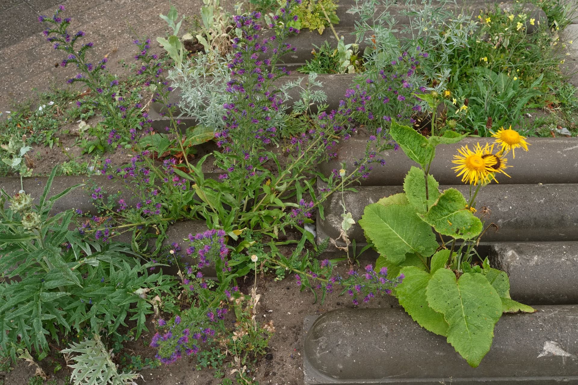 De Nieuwe Tuin. Juli 2015. Foto Johannes Schwartz 