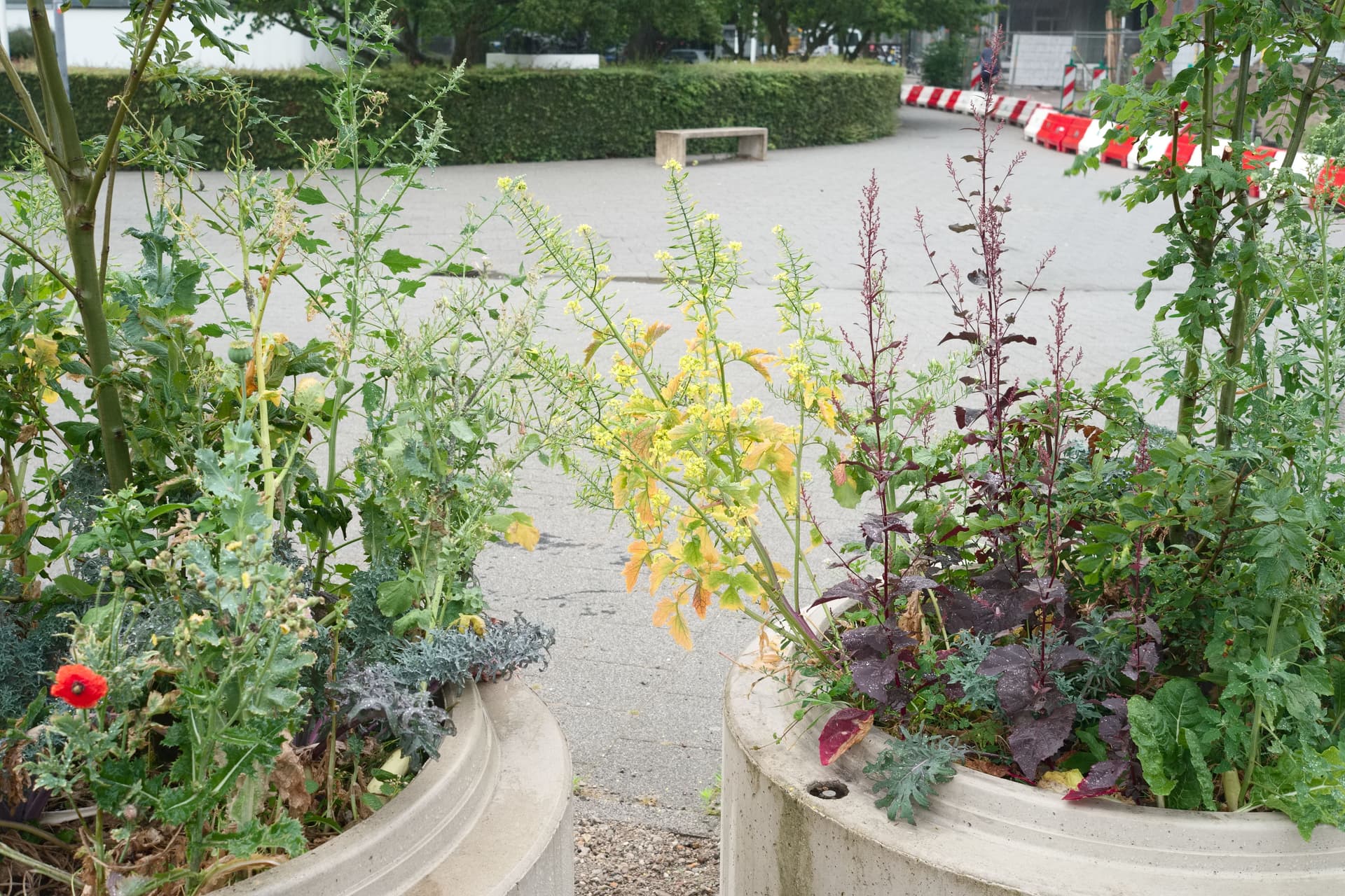 Several potted plants in front of asphalt.